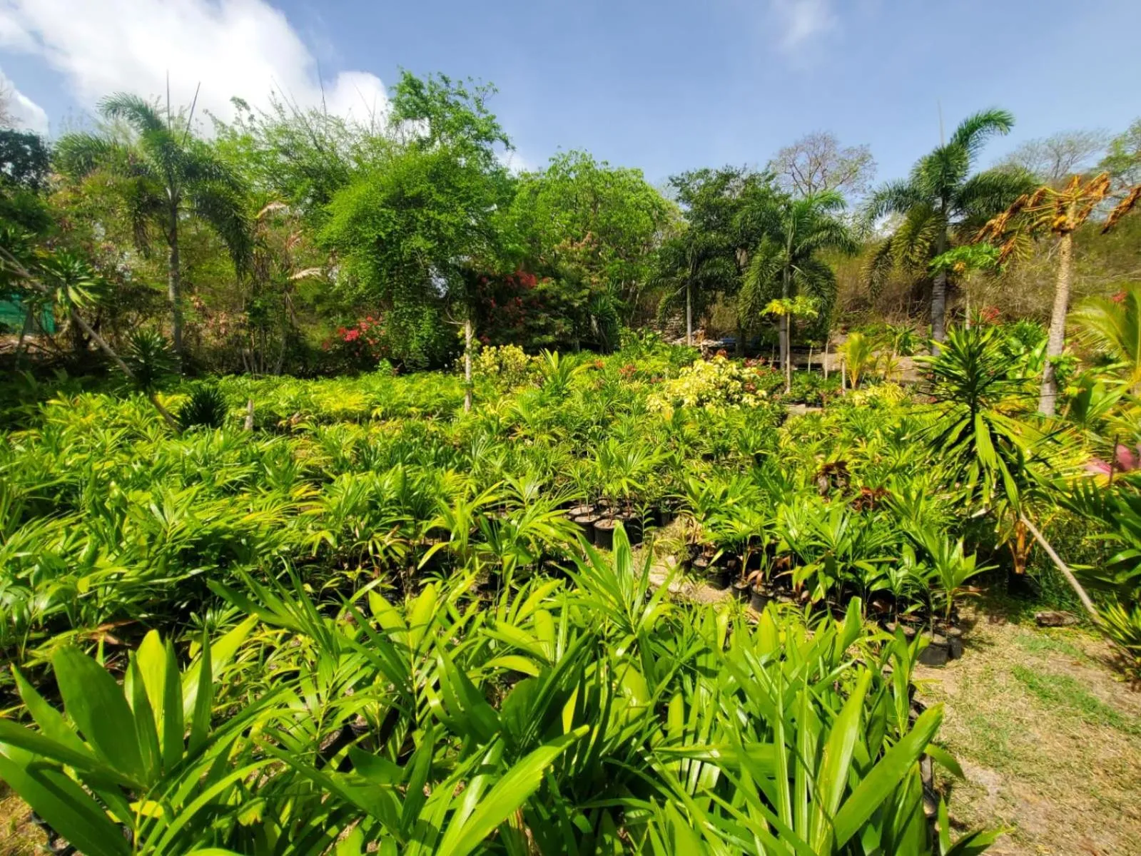 Garden in Reef View Pavilions - Villas & Condos