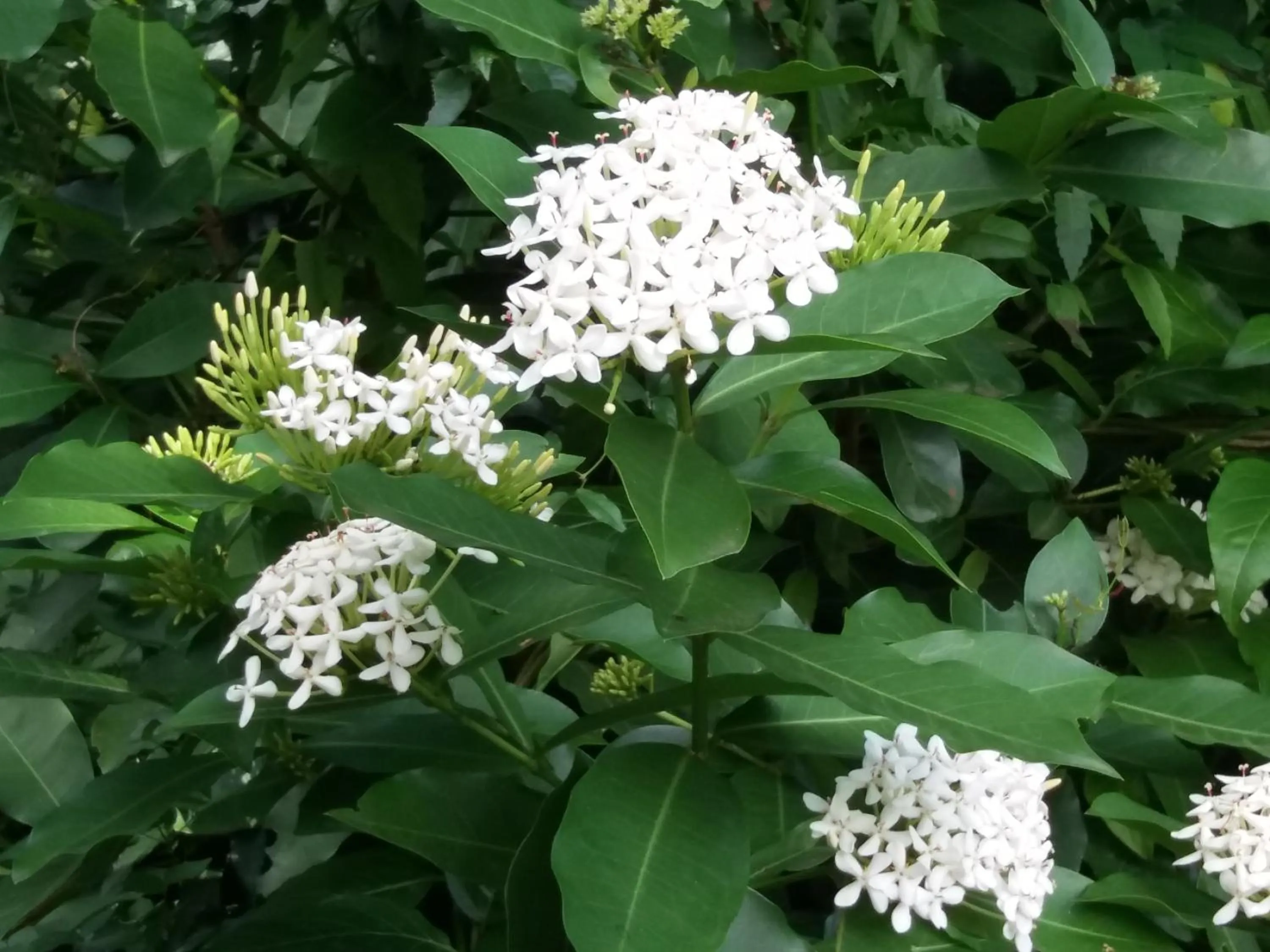 Garden in Reef View Pavilions - Villas & Condos