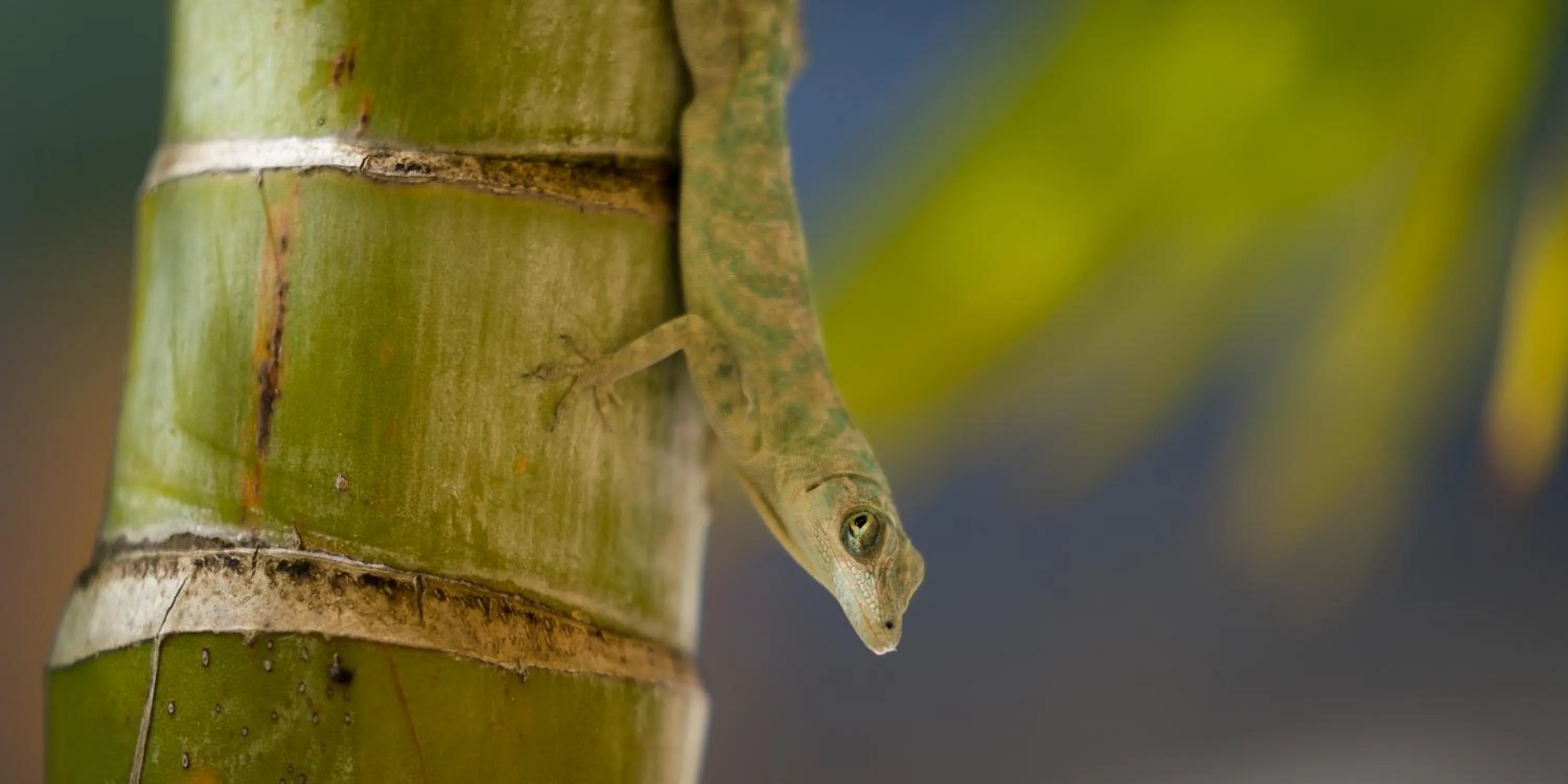 Garden in Reef View Pavilions - Villas & Condos