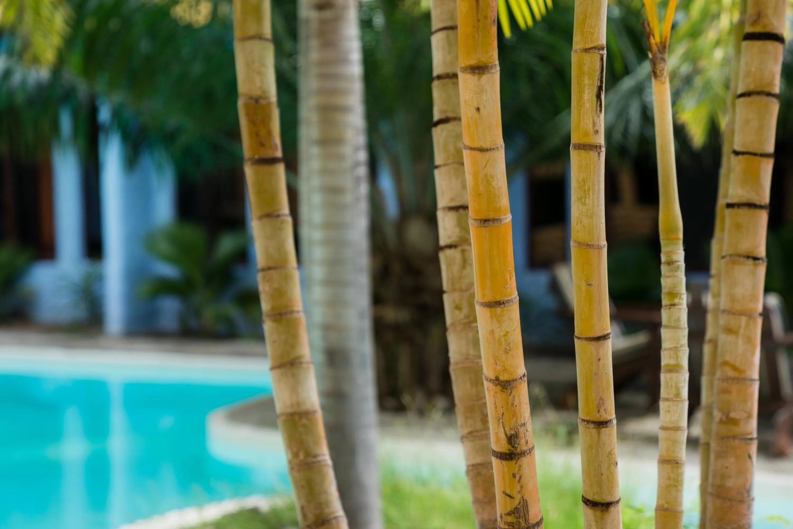 Garden view in Reef View Pavilions - Villas & Condos