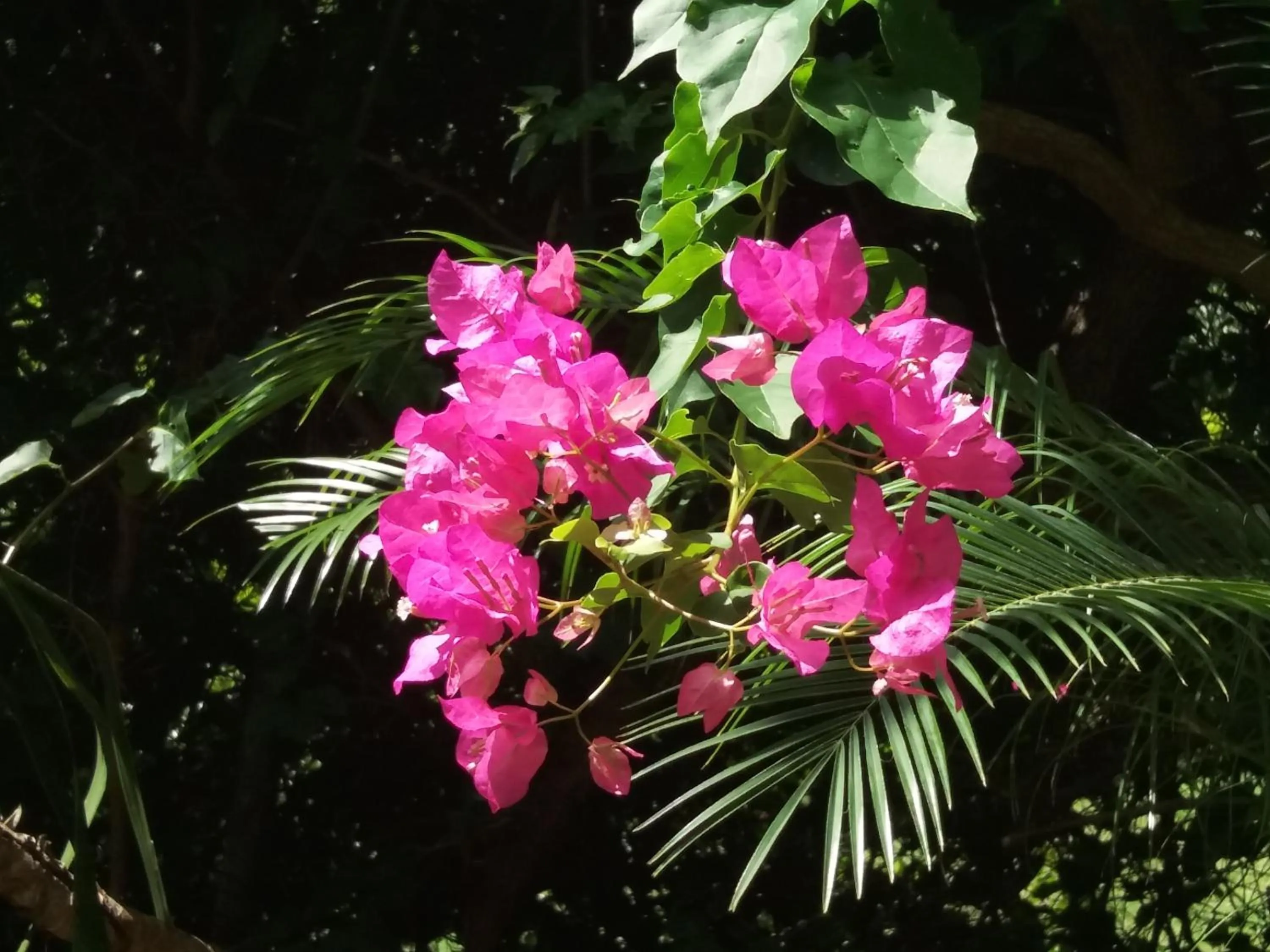 Garden in Reef View Pavilions - Villas & Condos