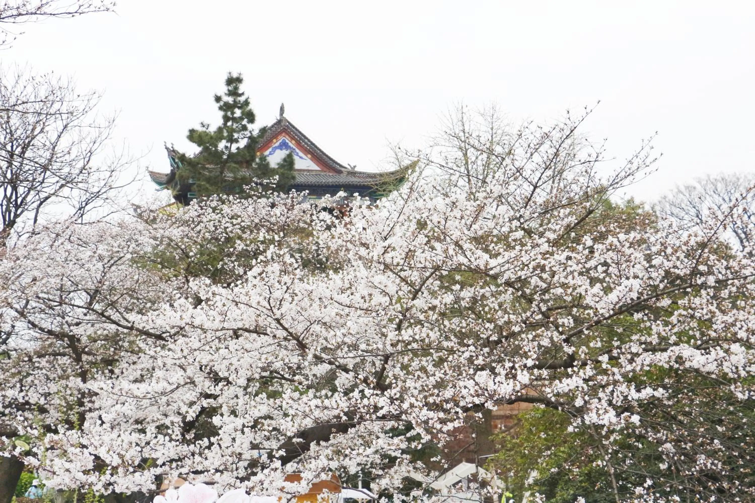 Spring in Holiday Inn Wuhan Riverside by IHG