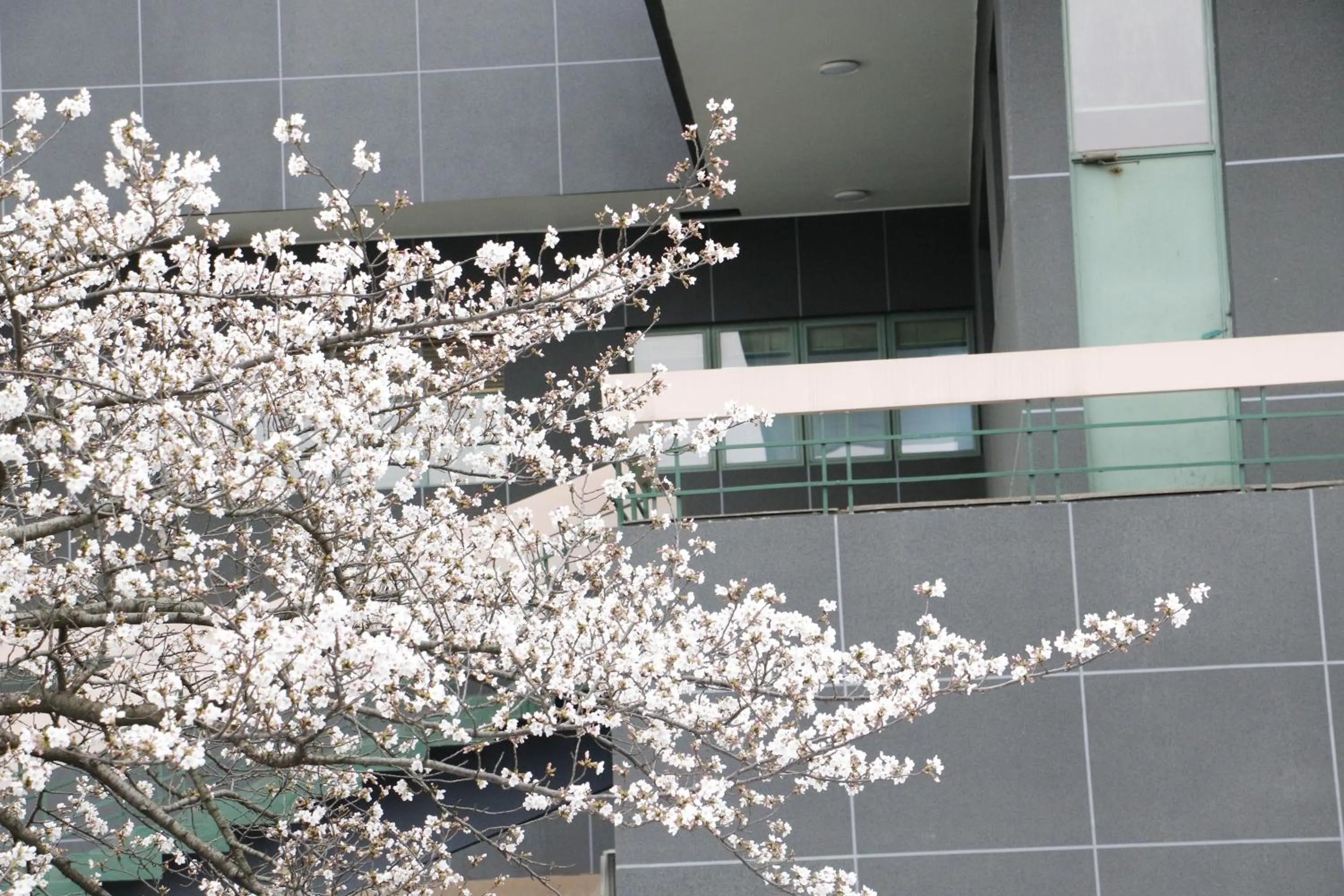 Spring in Holiday Inn Wuhan Riverside by IHG