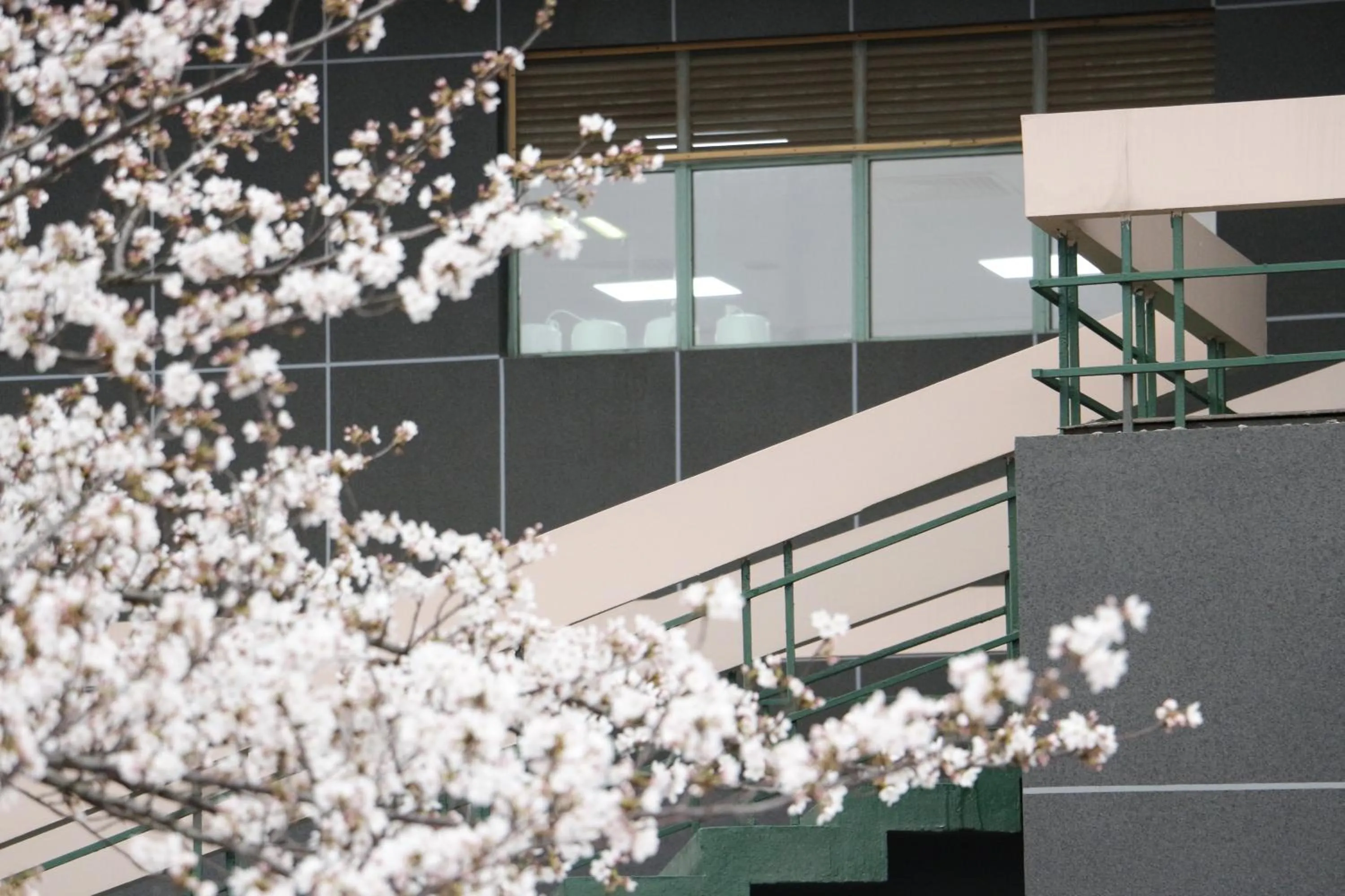 Spring in Holiday Inn Wuhan Riverside by IHG