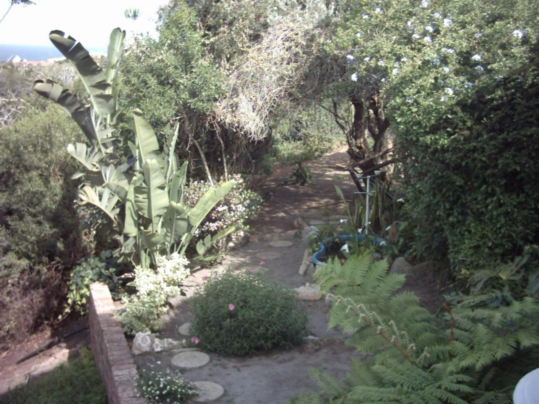 Garden in Dolphin View Guesthouse