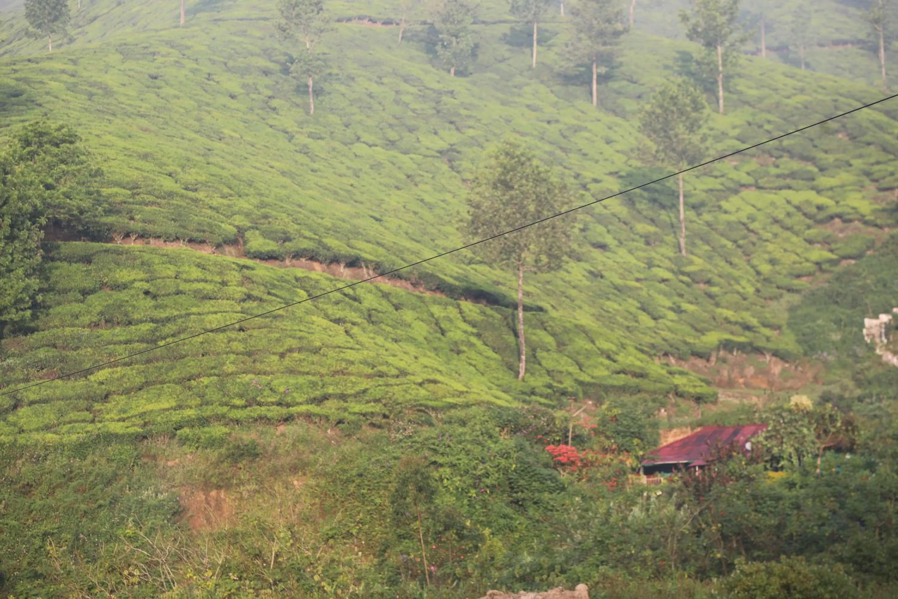 Natural landscape in Casa Montana Munnar
