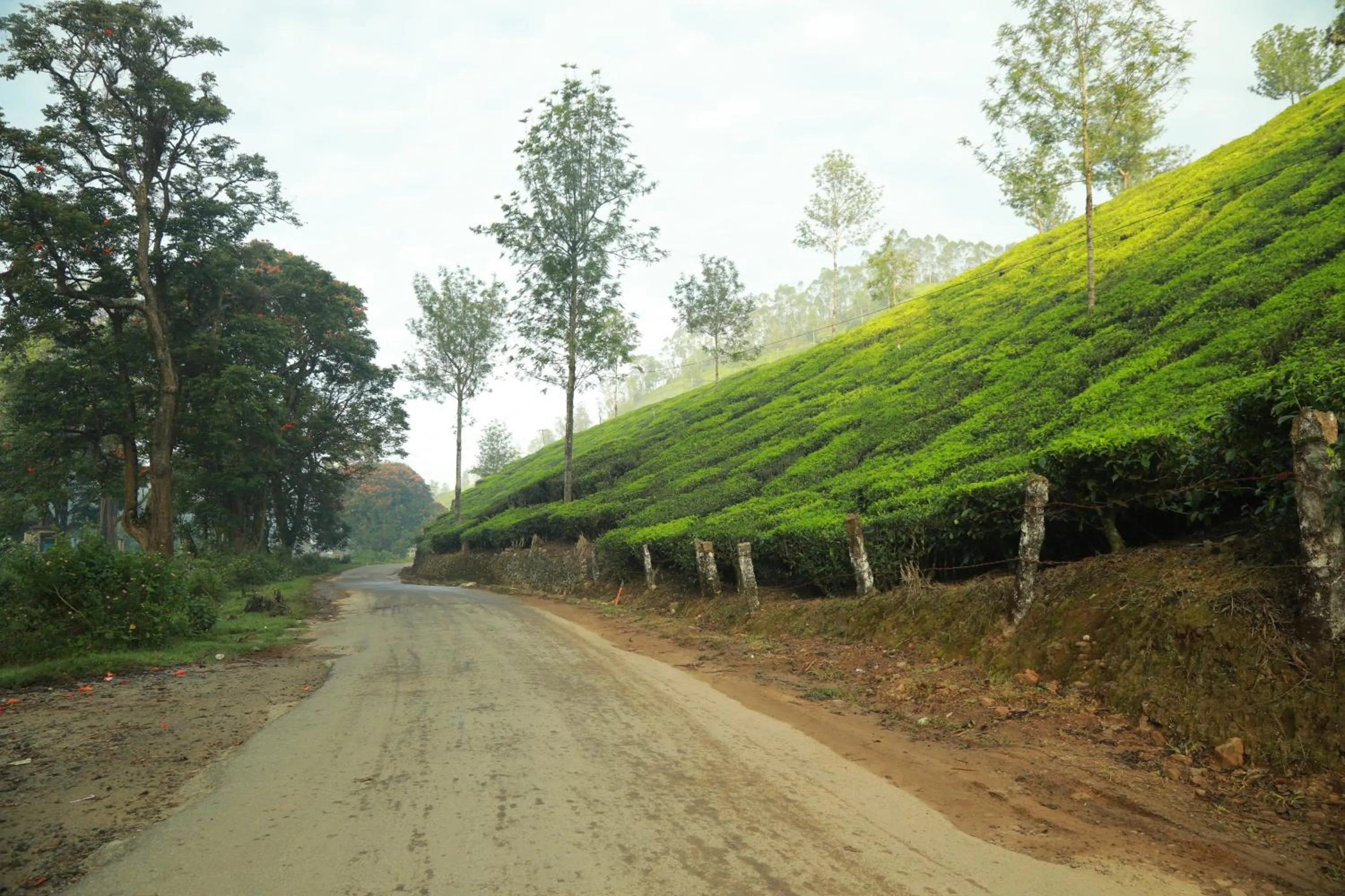 Natural landscape in Casa Montana Munnar
