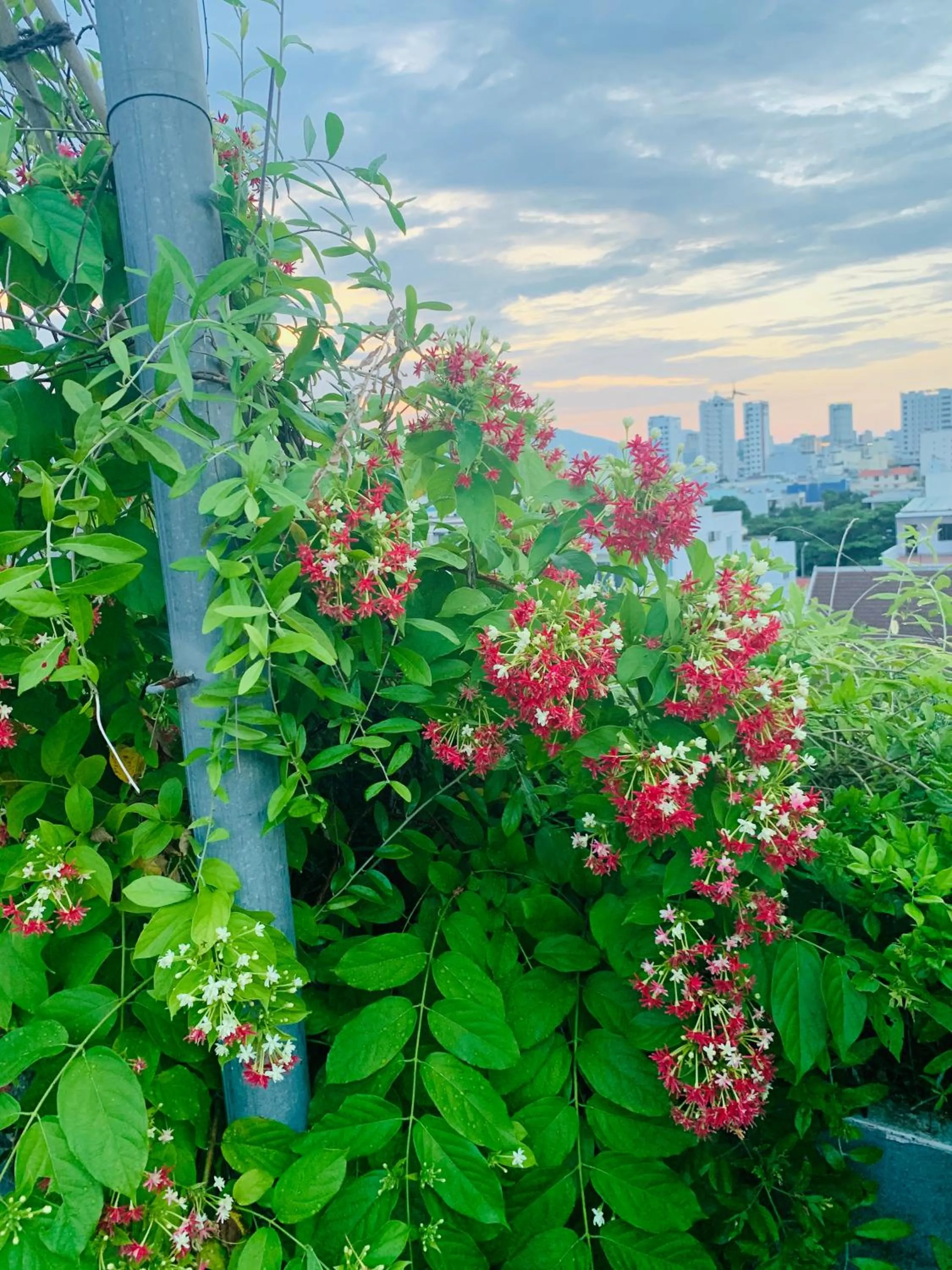 Natural landscape in Animor Green Home Villa Da Nang