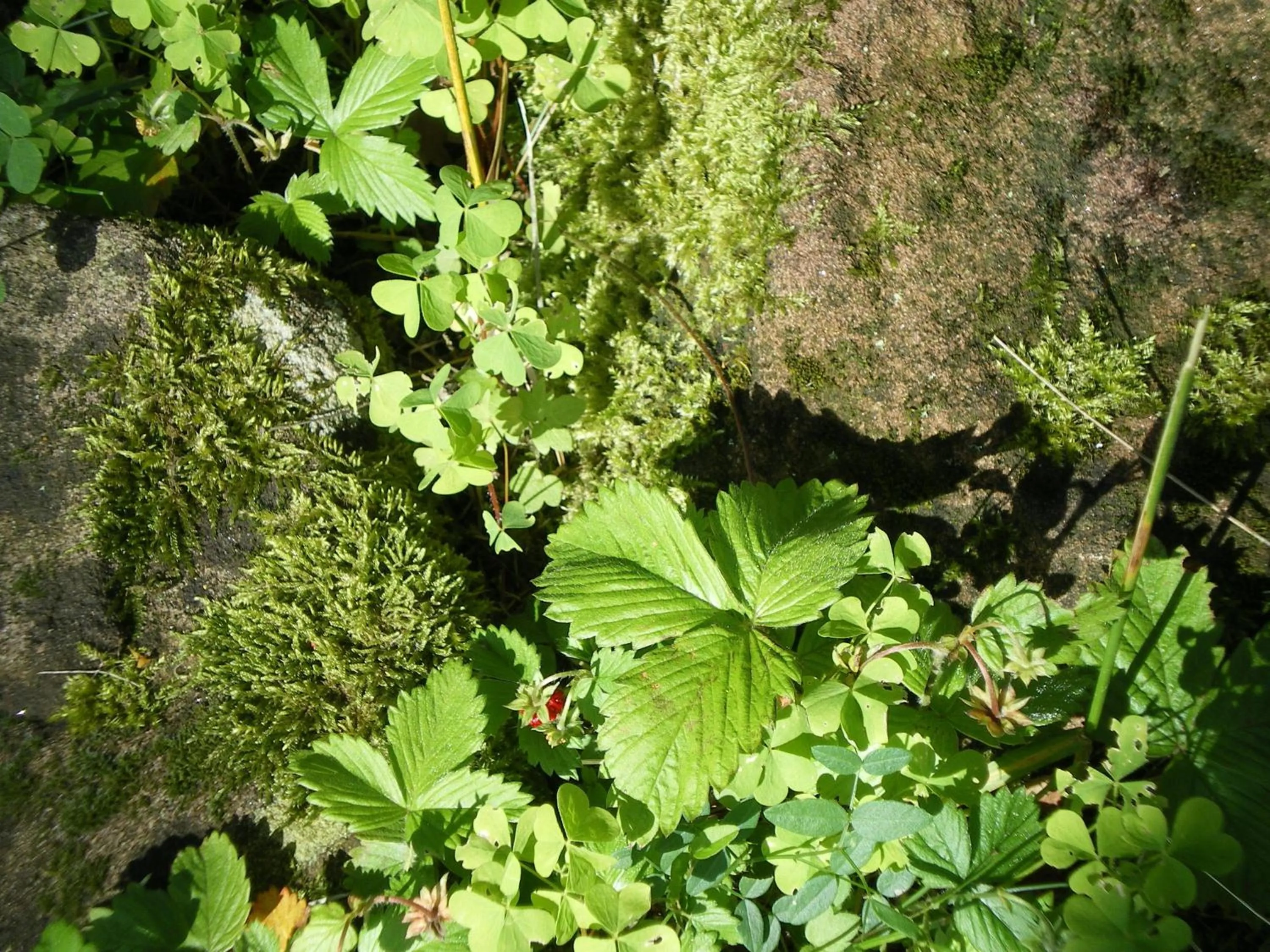 Spring in Hôtel des Vosges