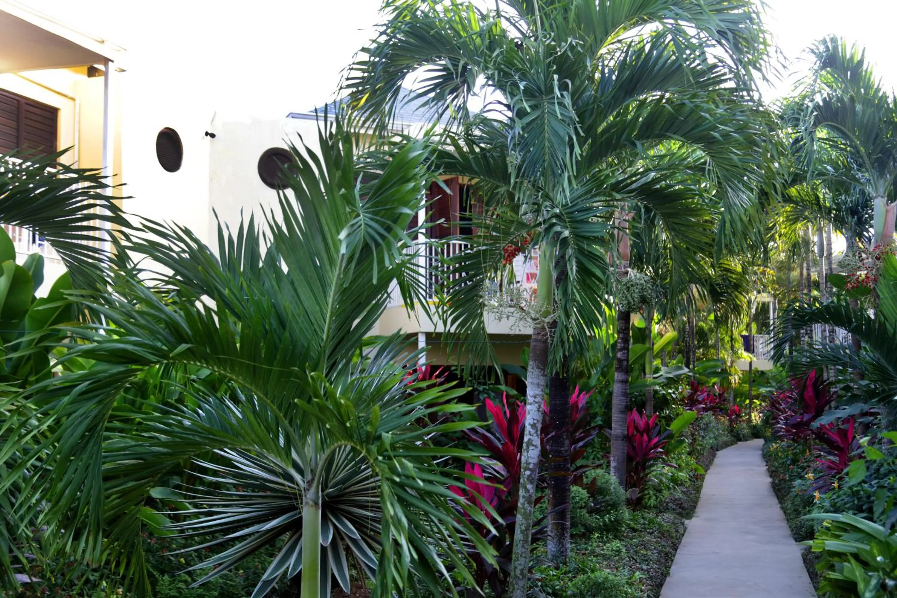Garden in Negril Palms