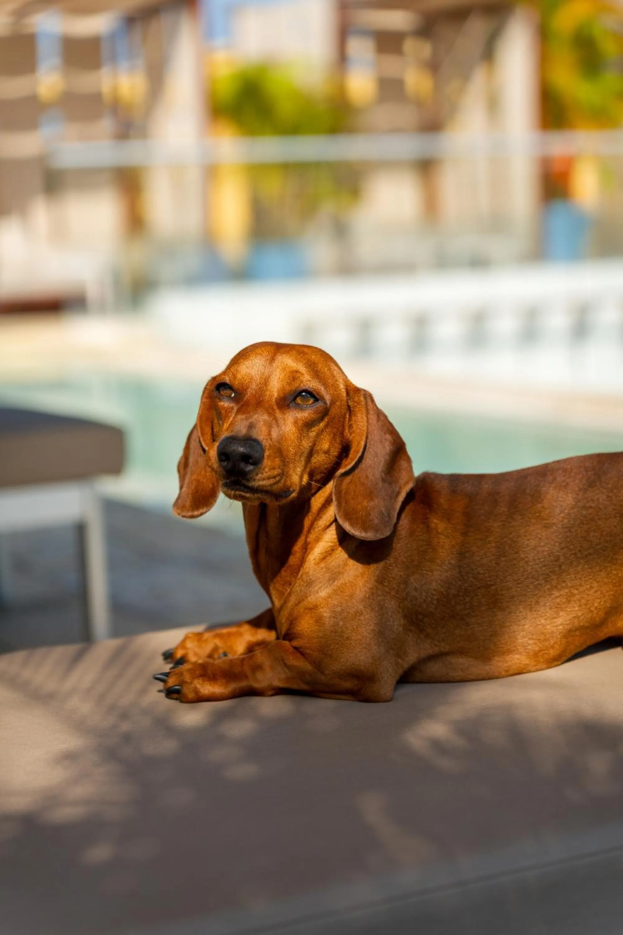 Pets in Nacar Hotel Cartagena, Curio Collection by Hilton