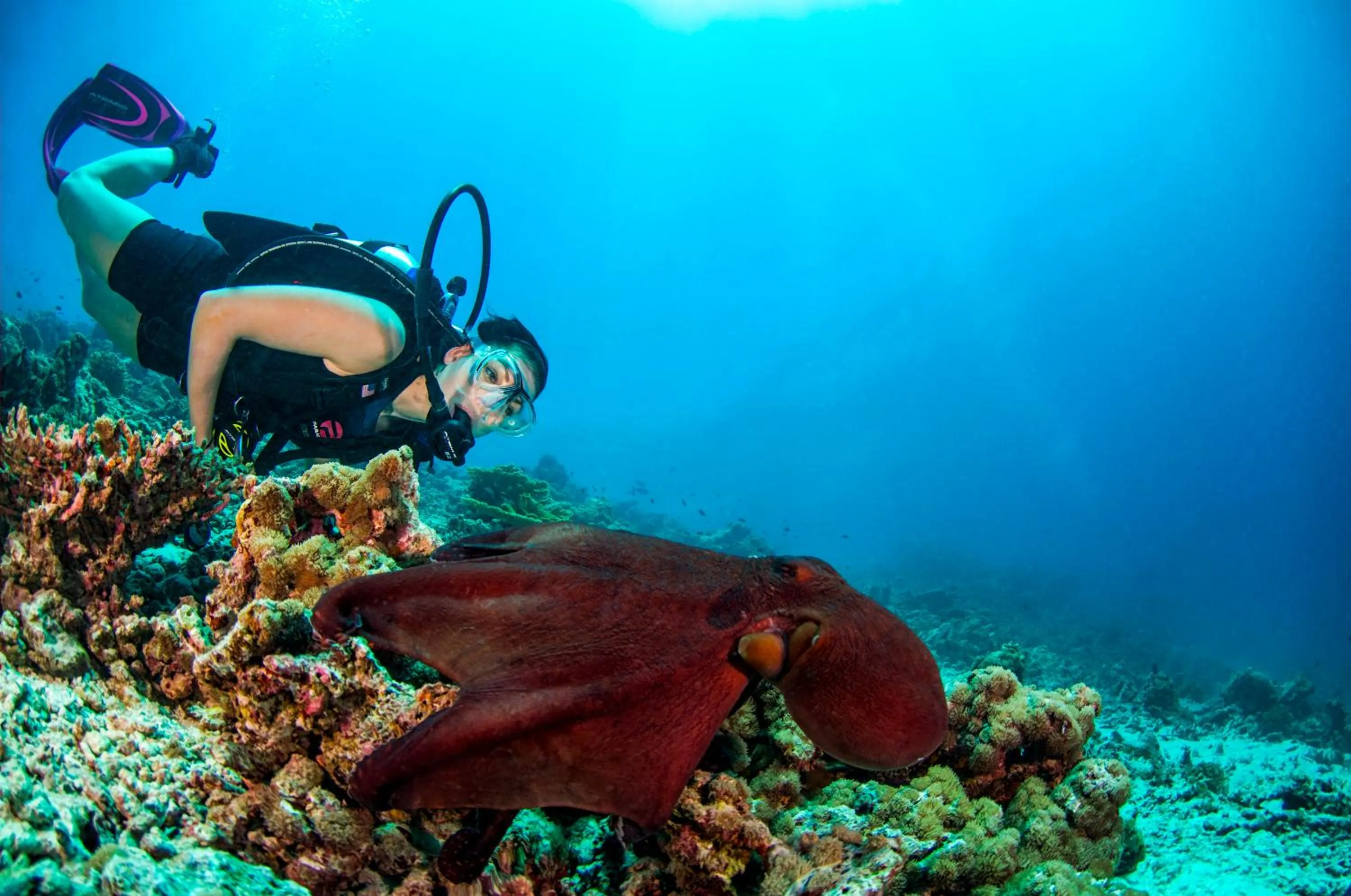 Diving in Dusit Thani Maldives - Mudhdhoo Island, Baa Atoll