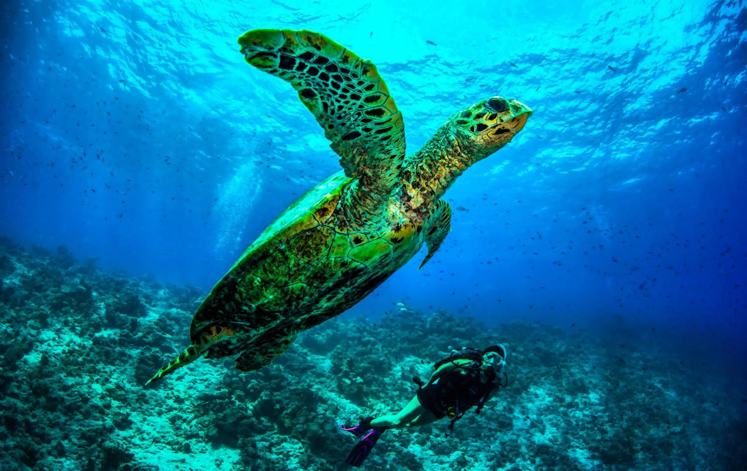 Fitness centre/facilities in Dusit Thani Maldives - Mudhdhoo Island, Baa Atoll