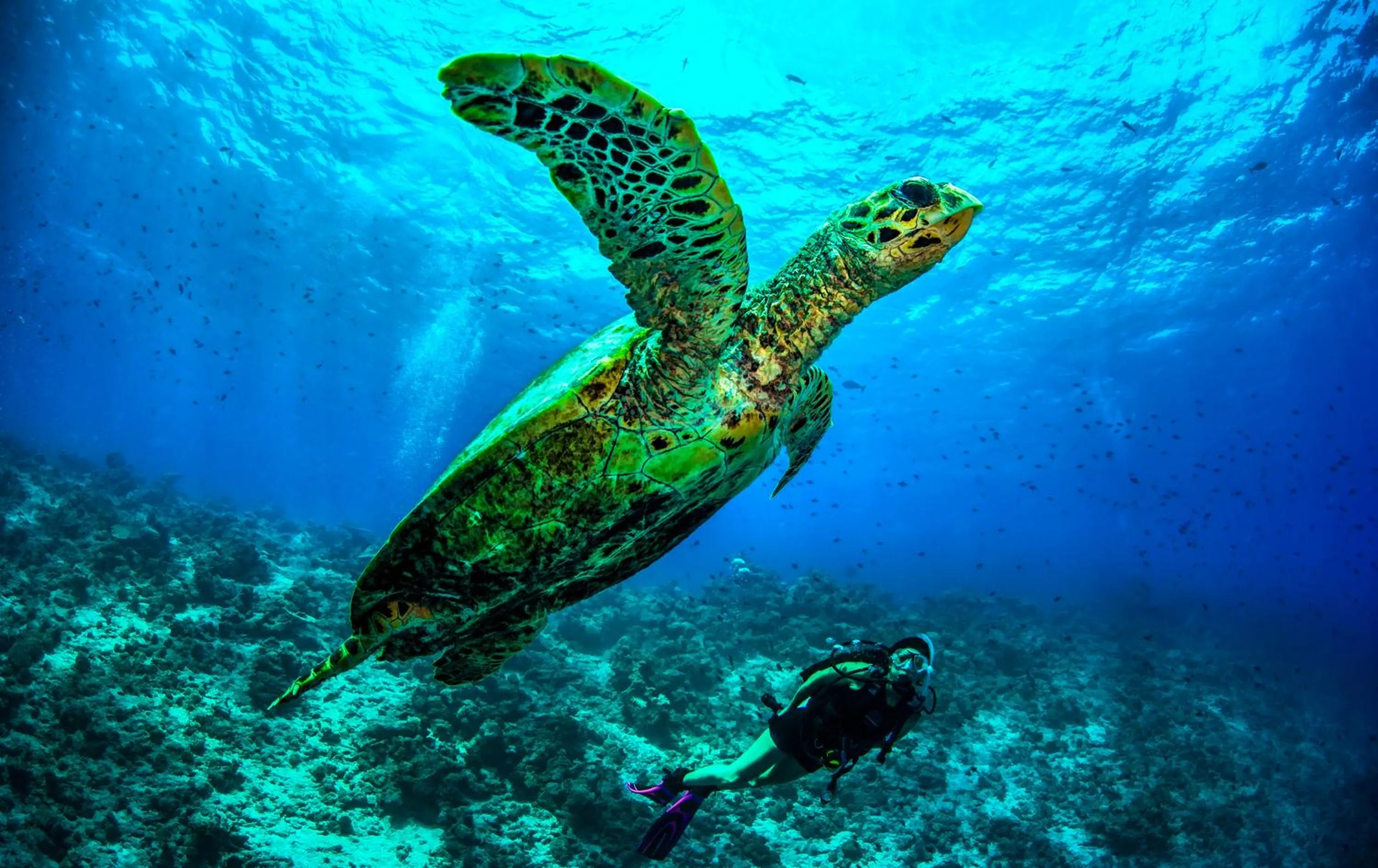 Natural landscape in Dusit Thani Maldives - Mudhdhoo Island, Baa Atoll