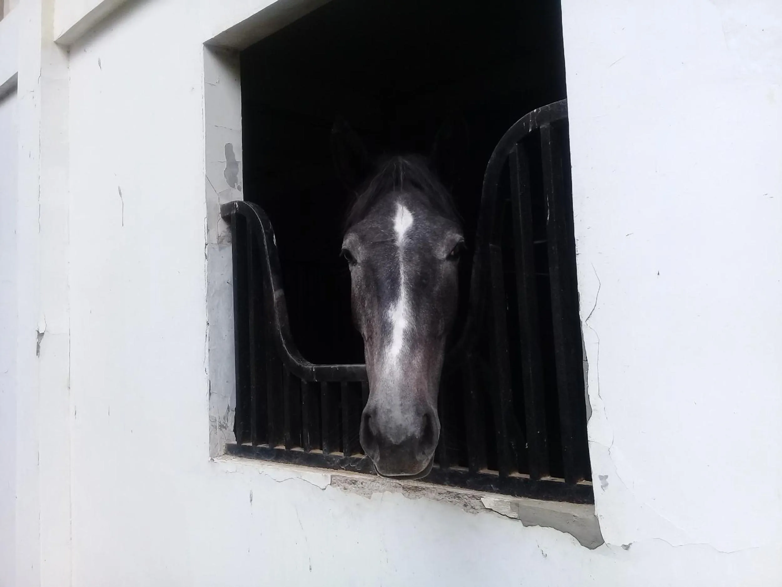 Horse-riding in APM Equestrian Resort