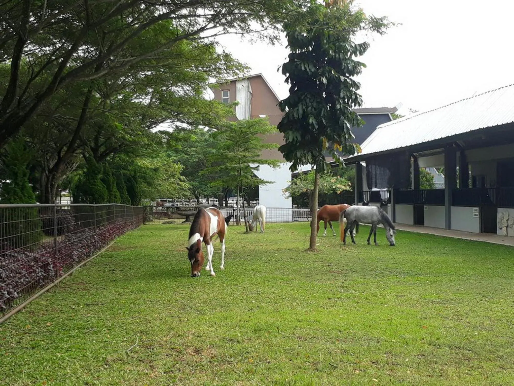 Animals in APM Equestrian Resort