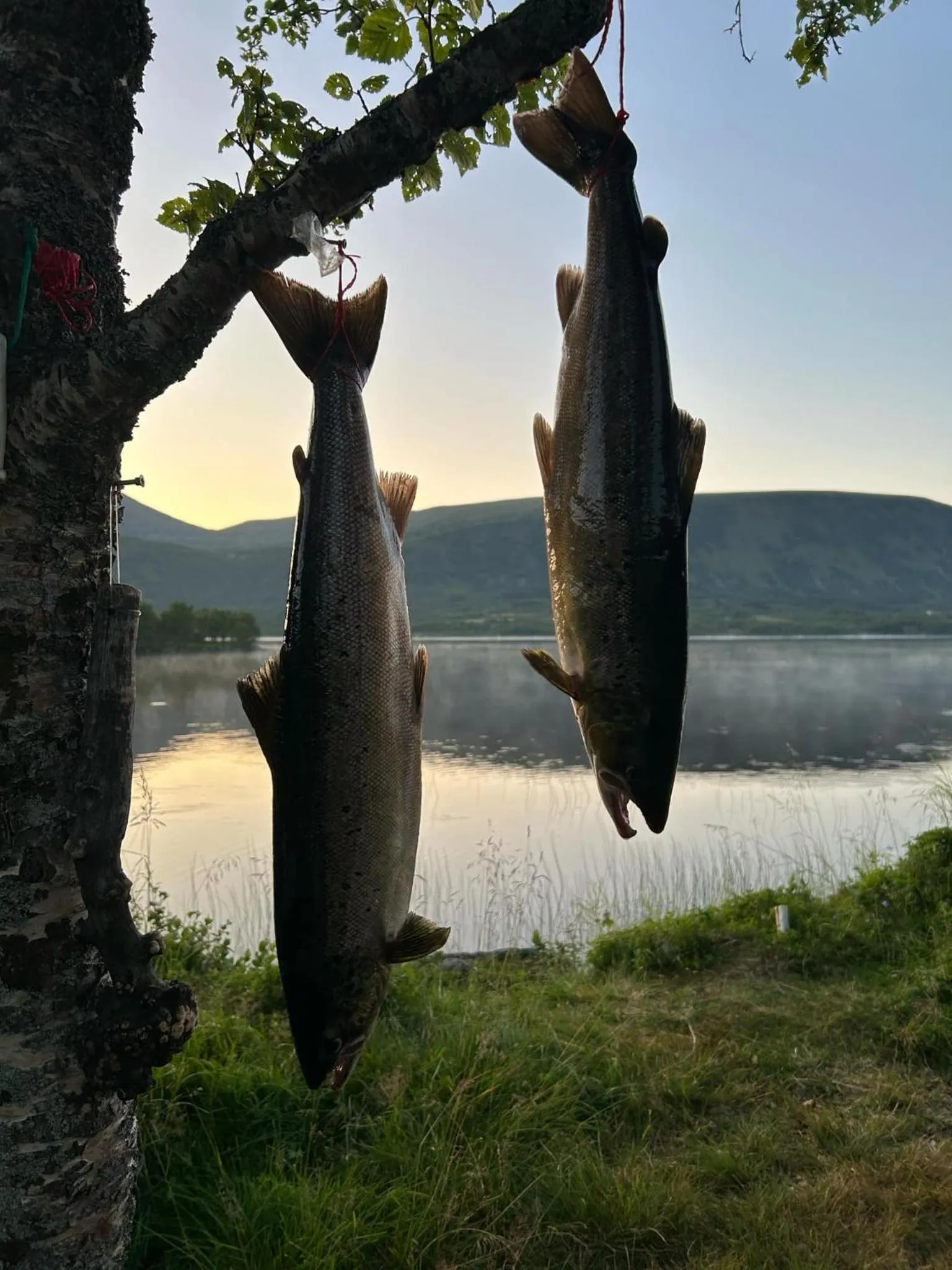 Fishing in Grønnbuene Rorbu Hotel