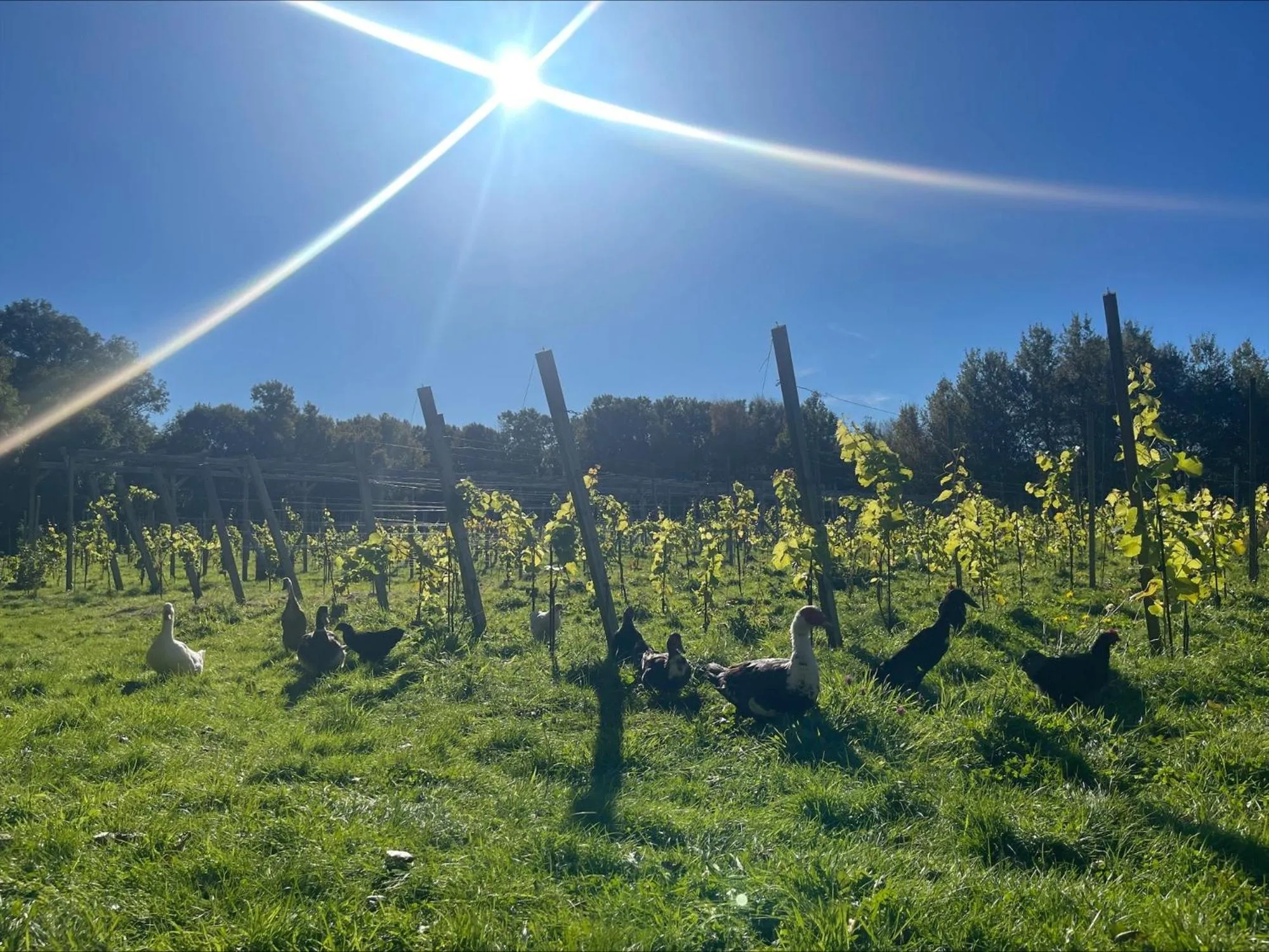 Restaurant/places to eat in Fjordhotellet