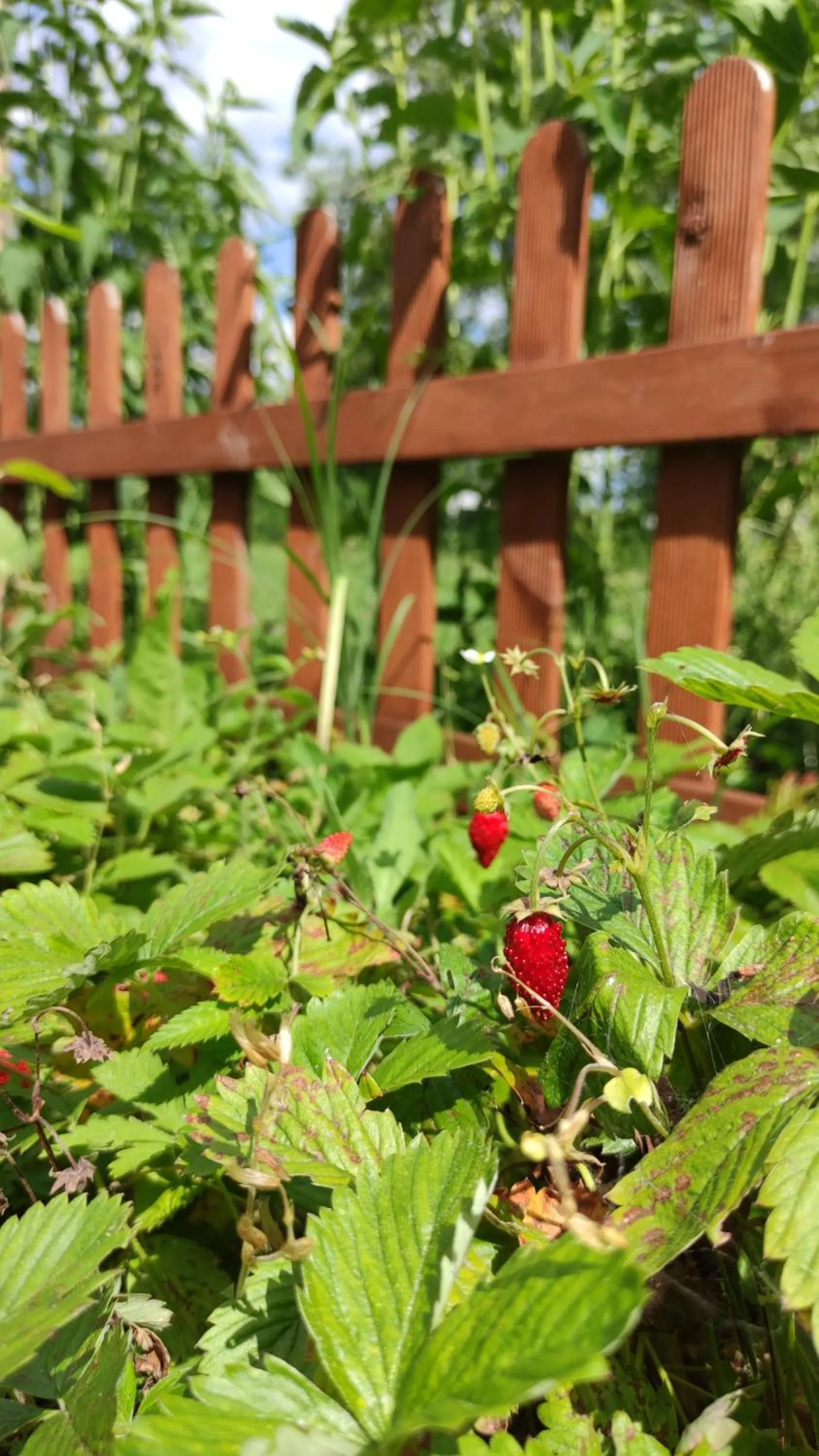 Garden in Hotel Podklasztorze