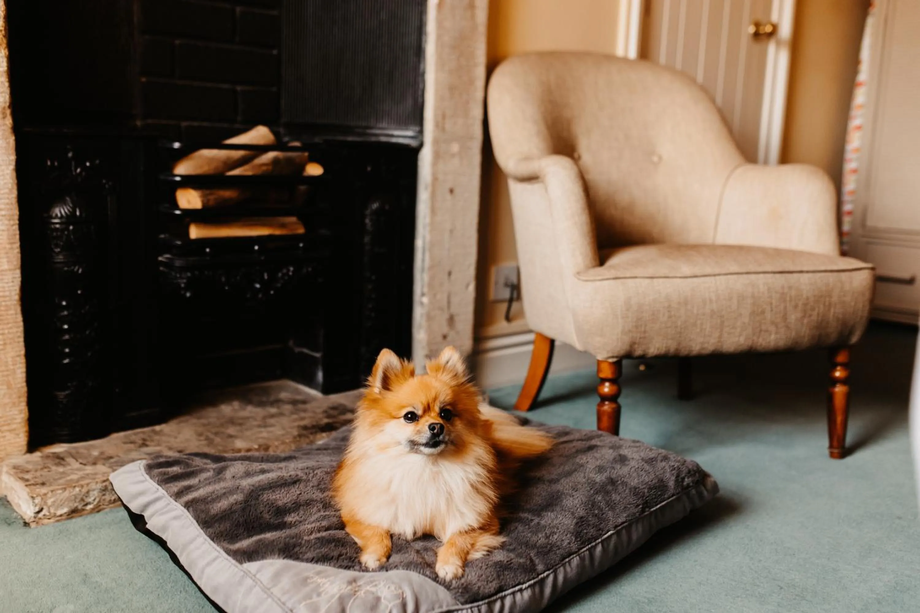 Pets in The Boar's Head