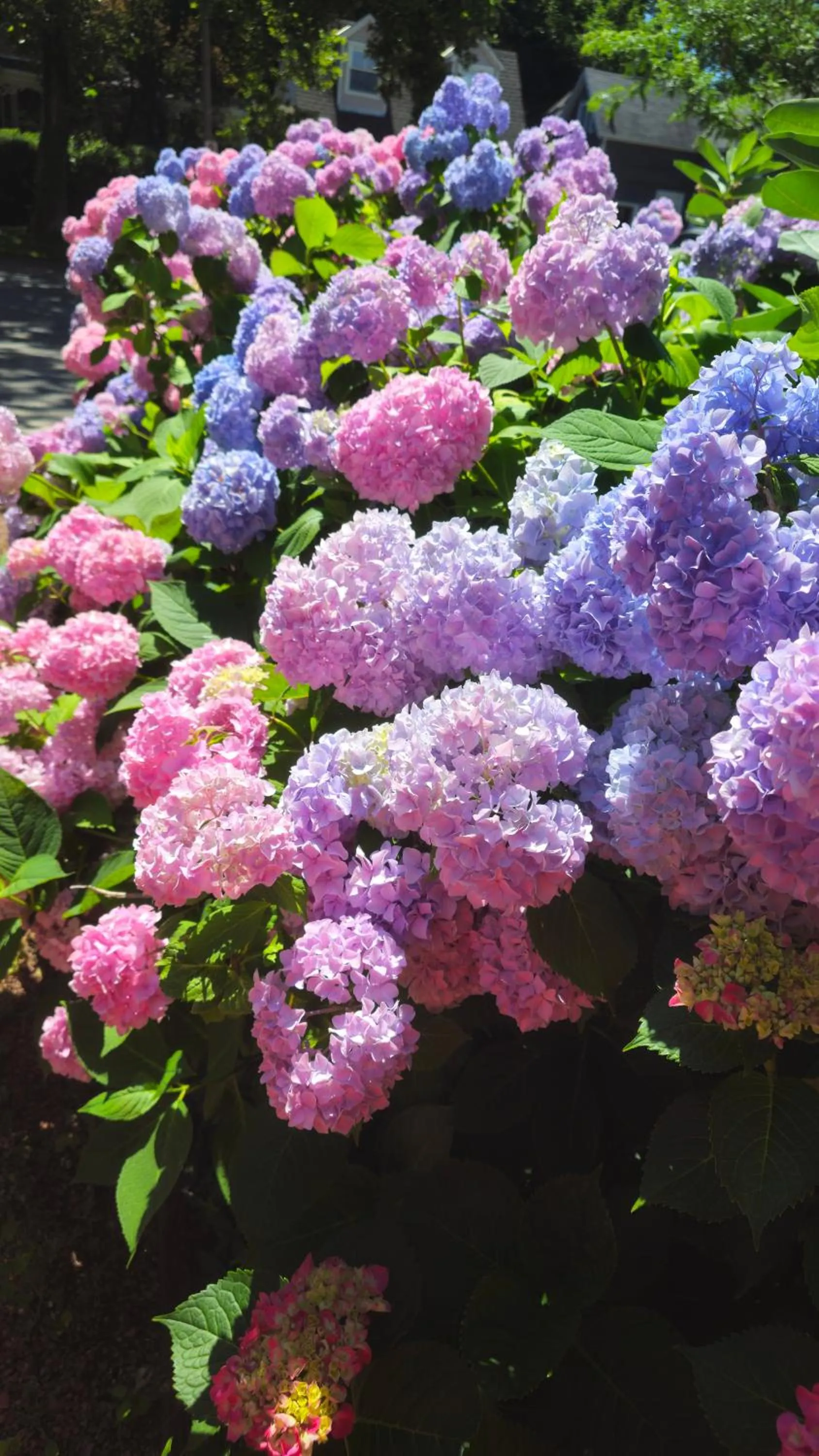 Garden view in Historic Wilson-Guy House