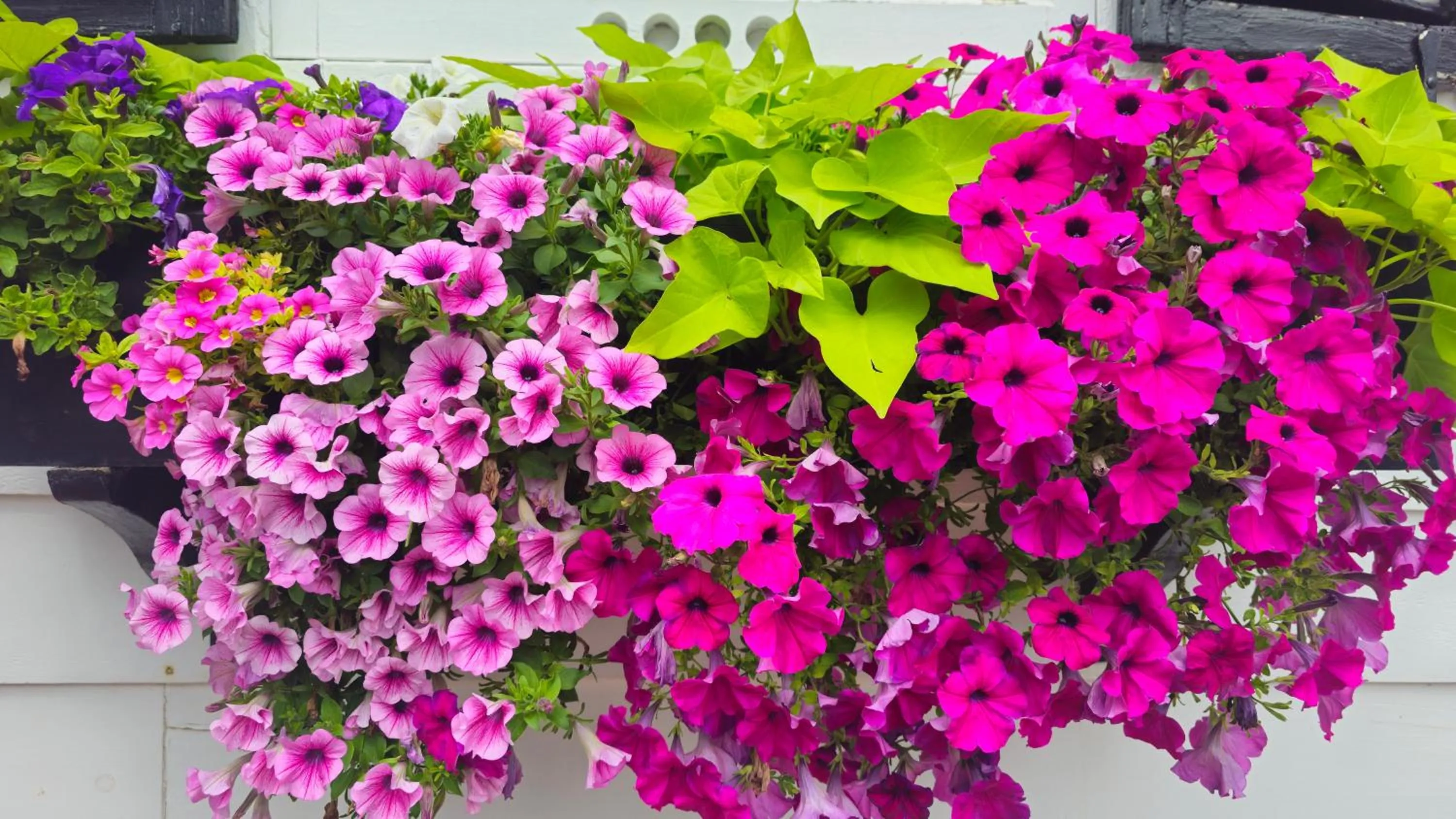 Garden in Historic Wilson-Guy House