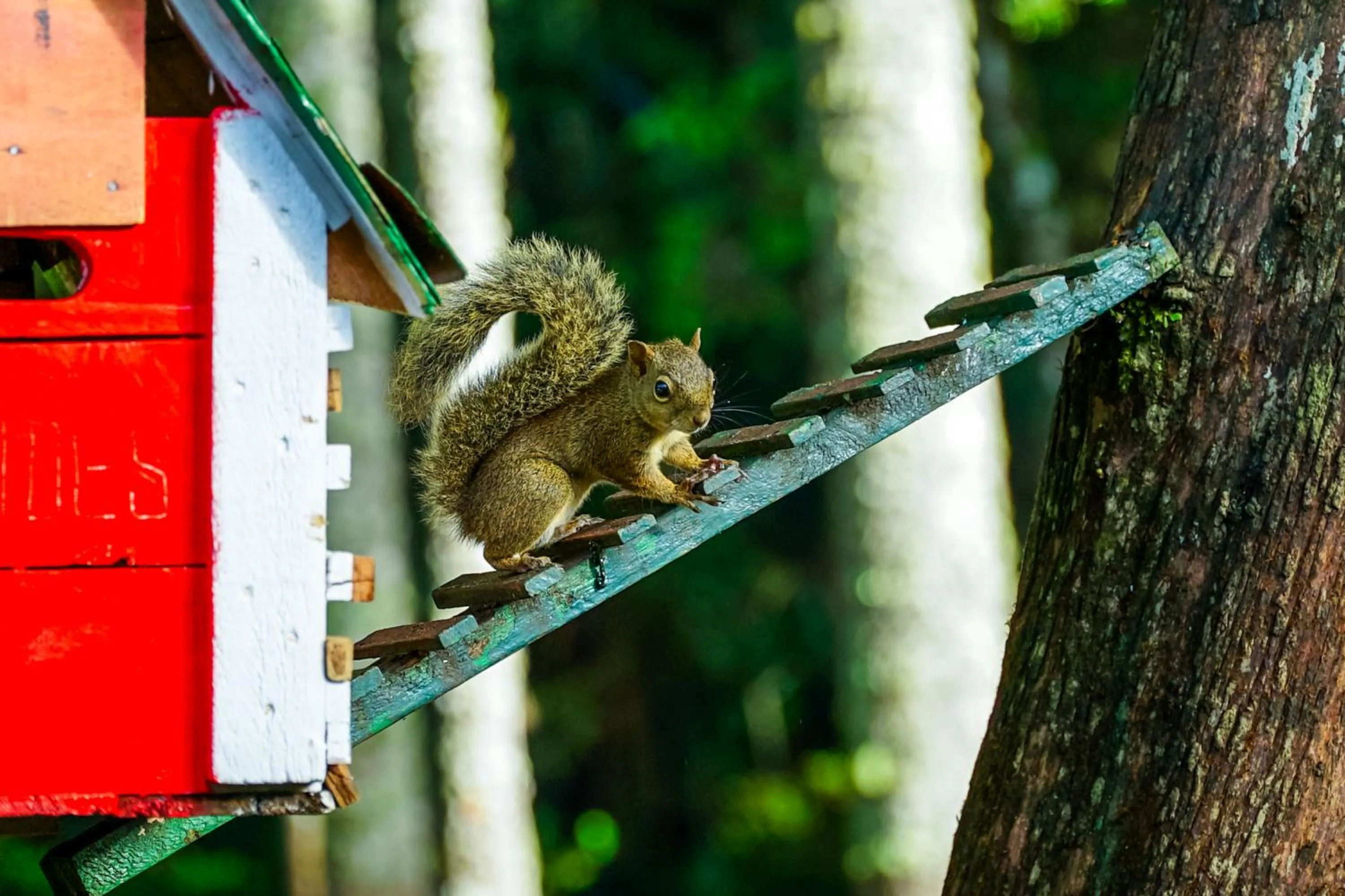 Day in VELINN Áustria Hotel Monte Verde