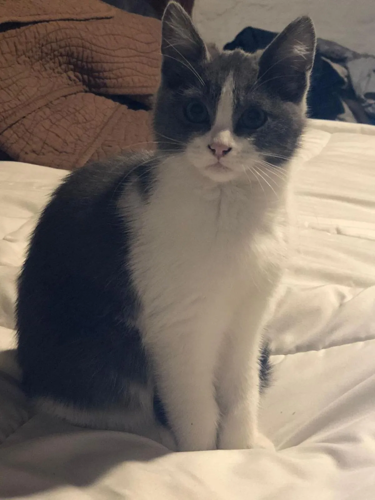 Pets in Filatelia Suites & Travel