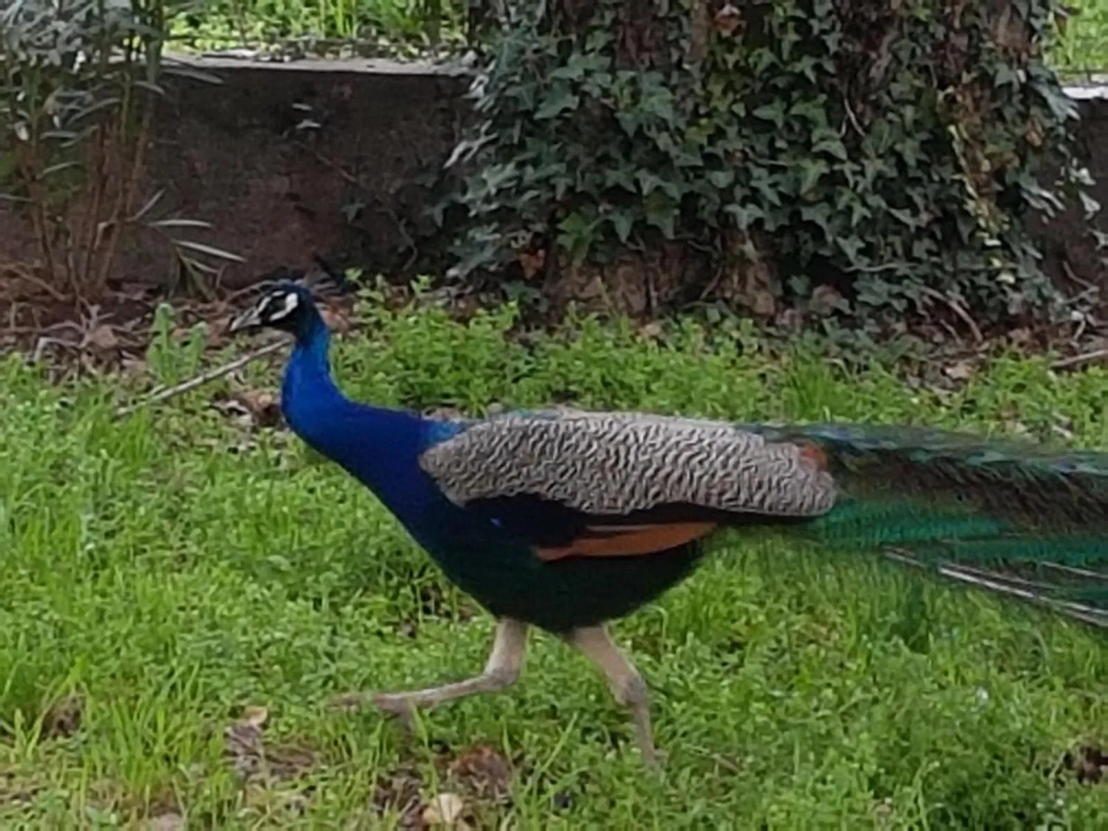 Animals in Residenza Hermitage