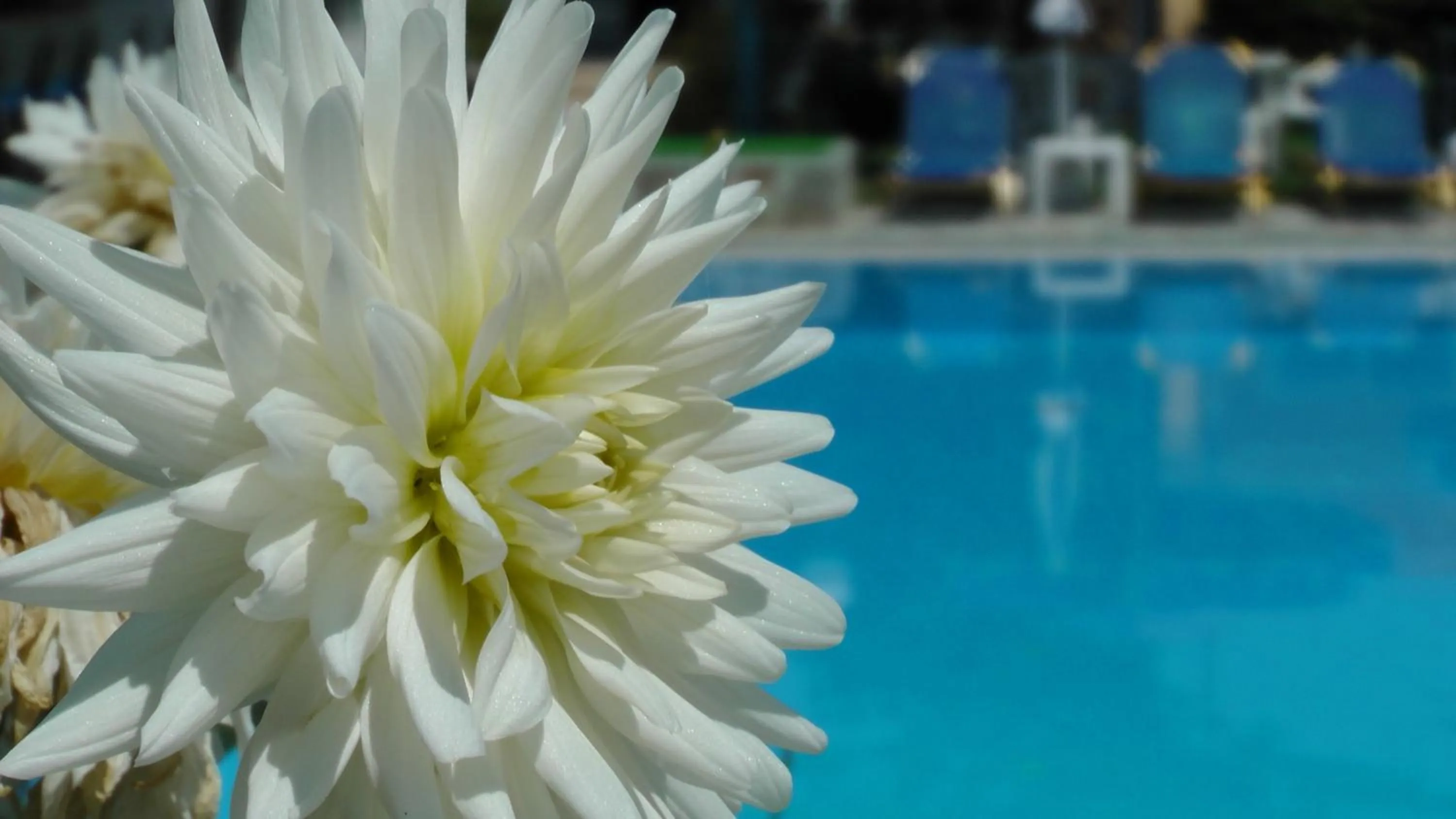 Garden in Tria Adelphia