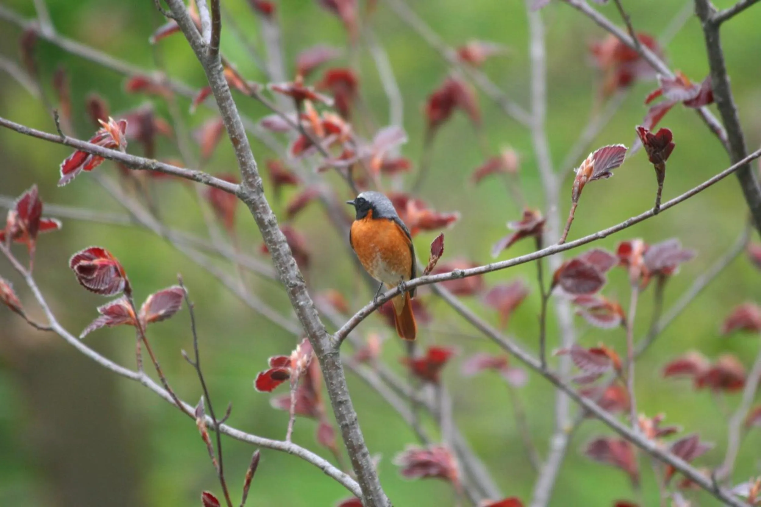 Animals in B&B La Casa Di Campagna