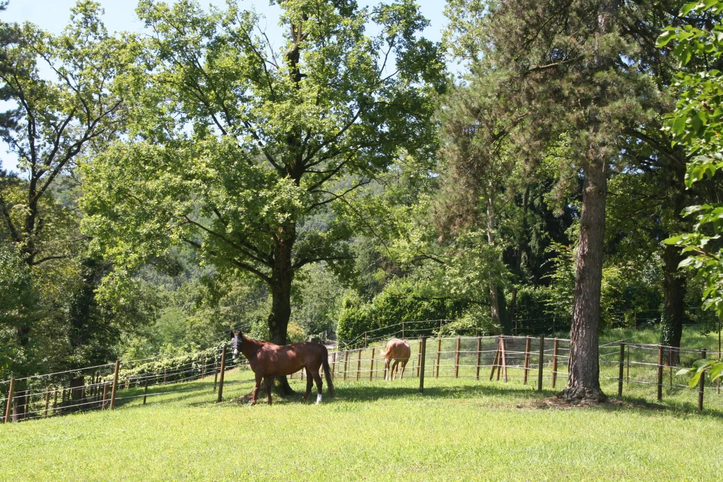 Animals in B&B La Casa Di Campagna