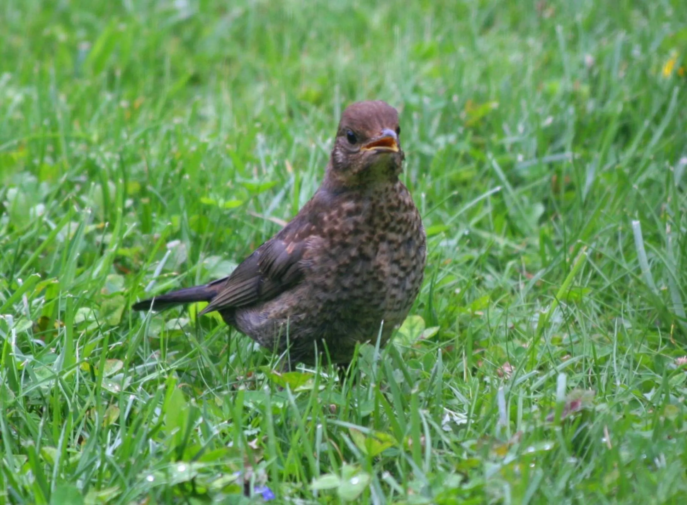 Animals in B&B La Casa Di Campagna