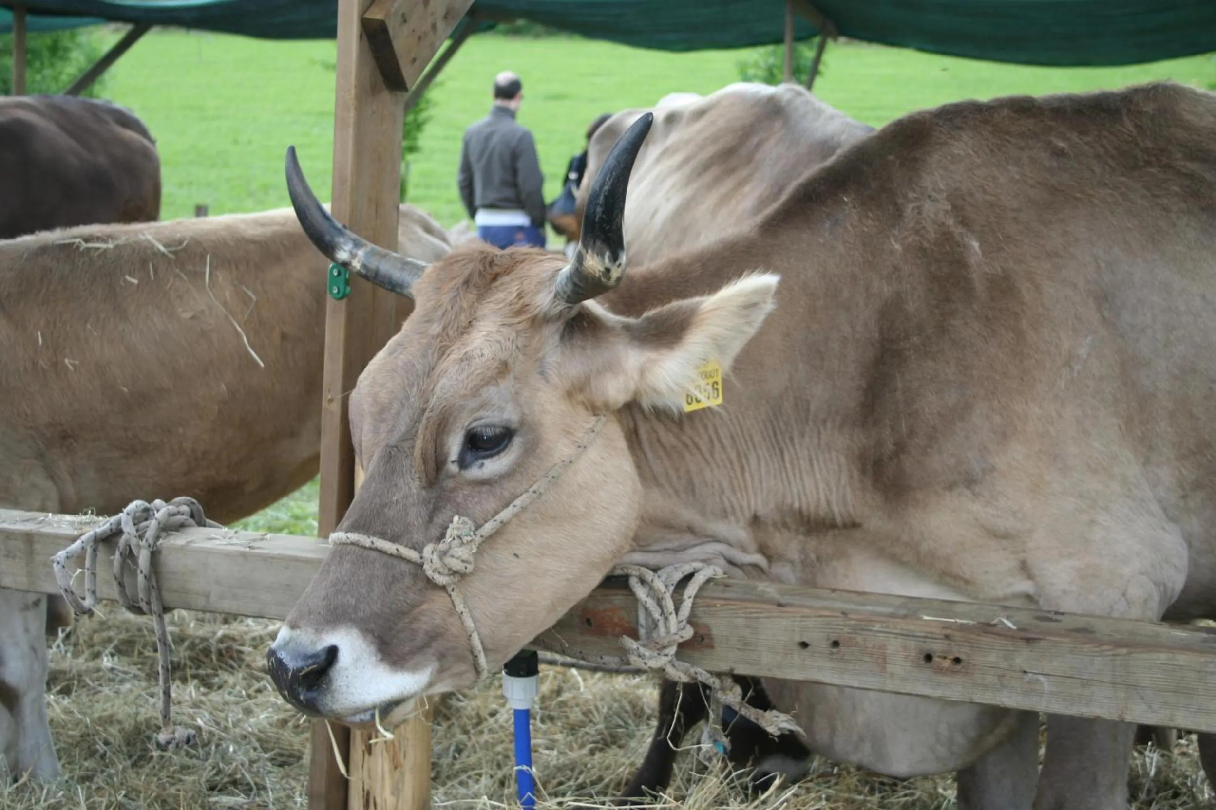 Animals in B&B La Casa Di Campagna