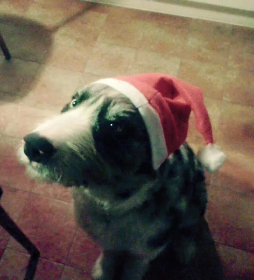 Pets in Albergo Delle Industrie