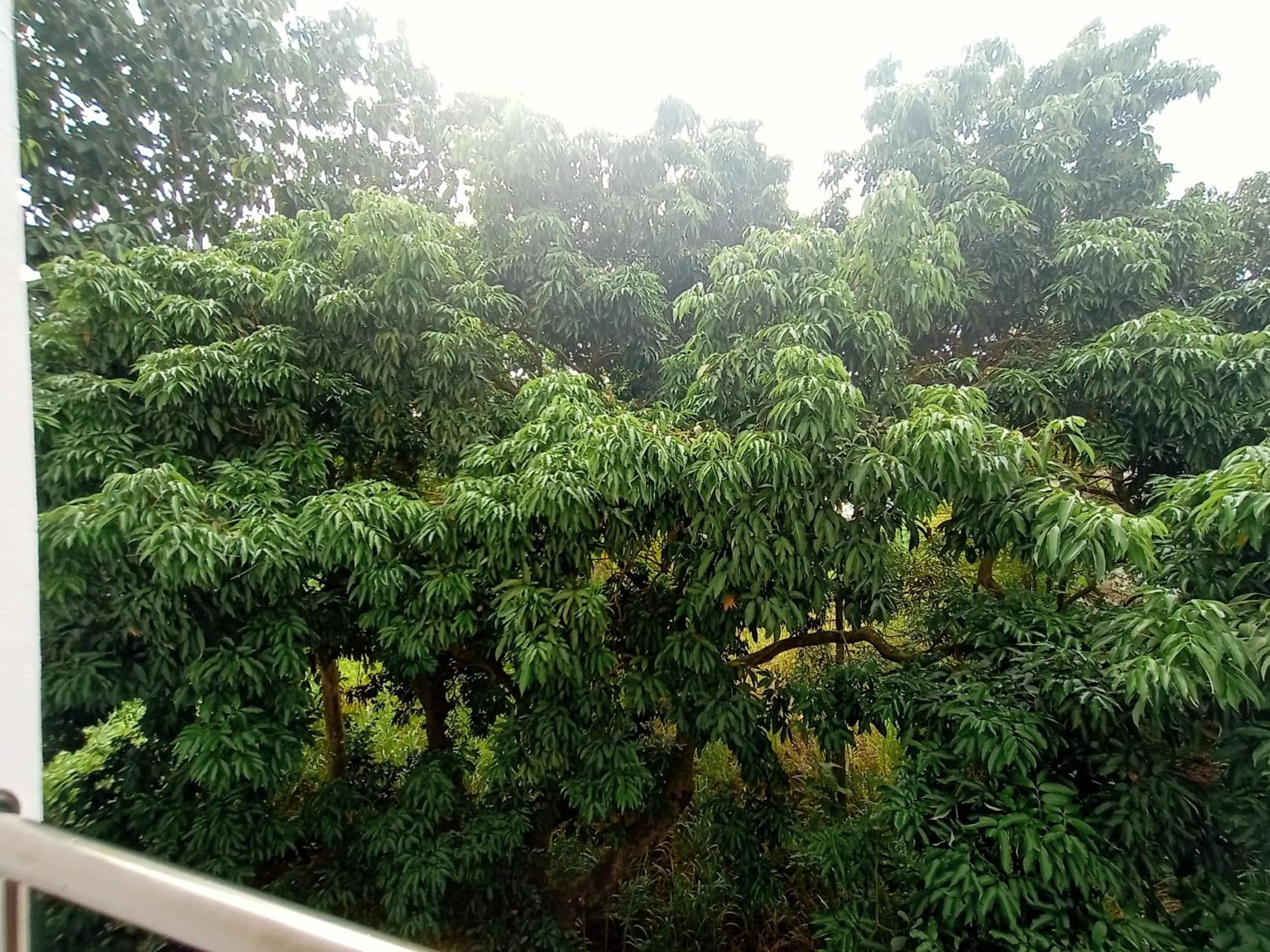 Natural landscape in Common Living