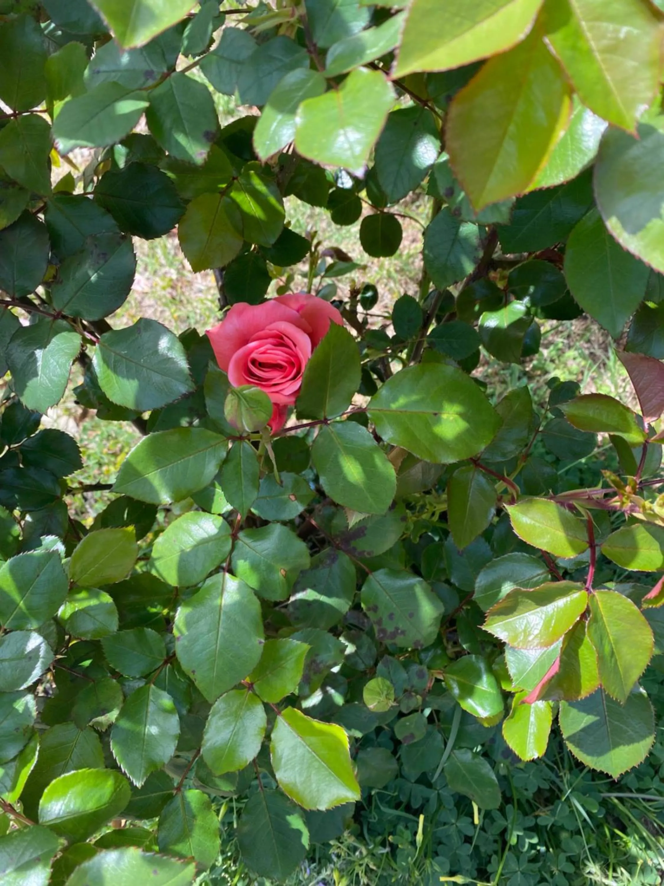 Garden in Residenza Le Spiagge