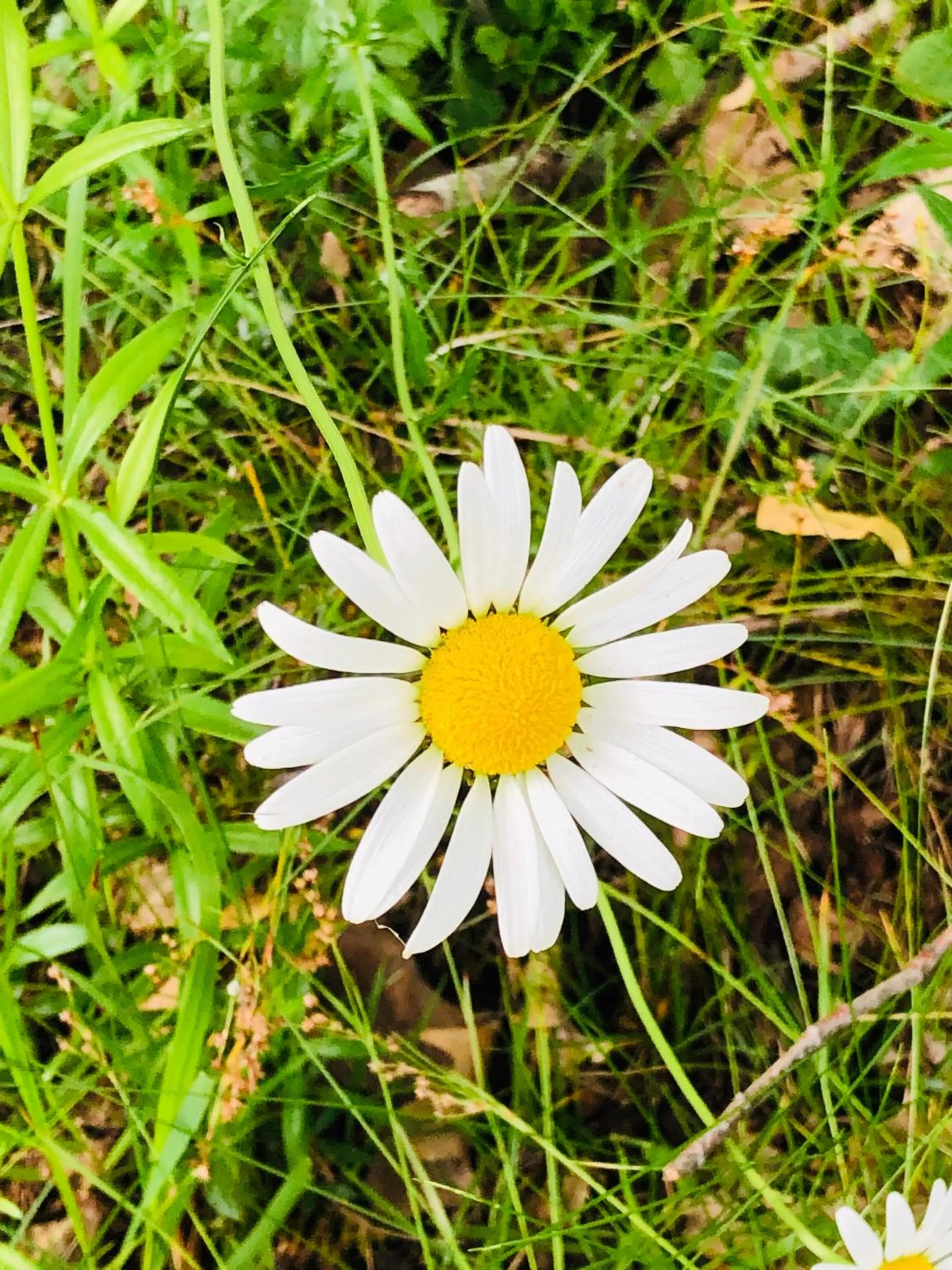 Château de la gauderie