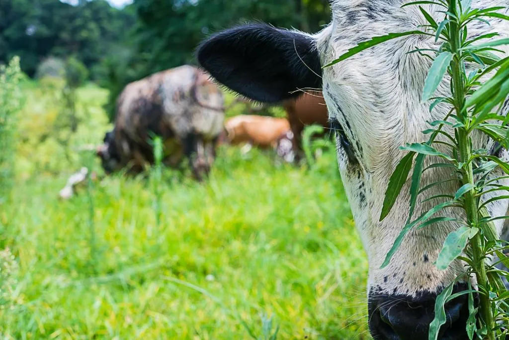 Animals in Gowan Valley Guest Farm