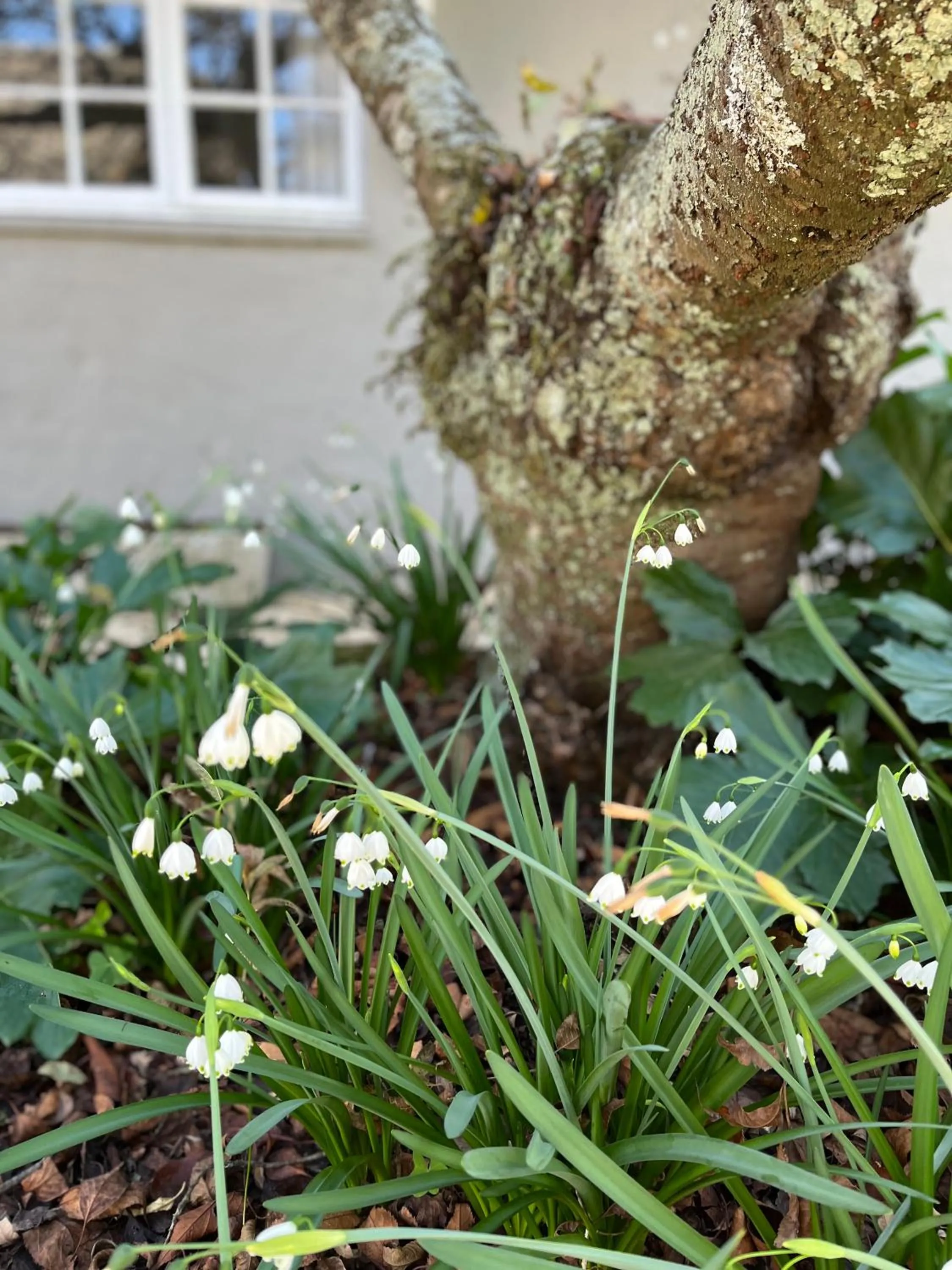 Gowan Valley Guest Farm