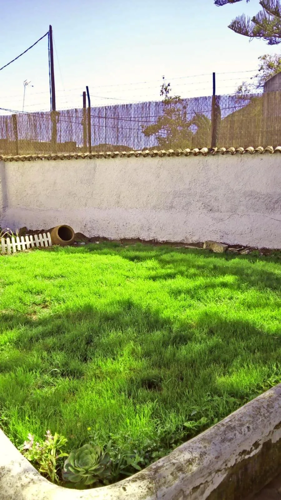 Garden in Patio Hostel