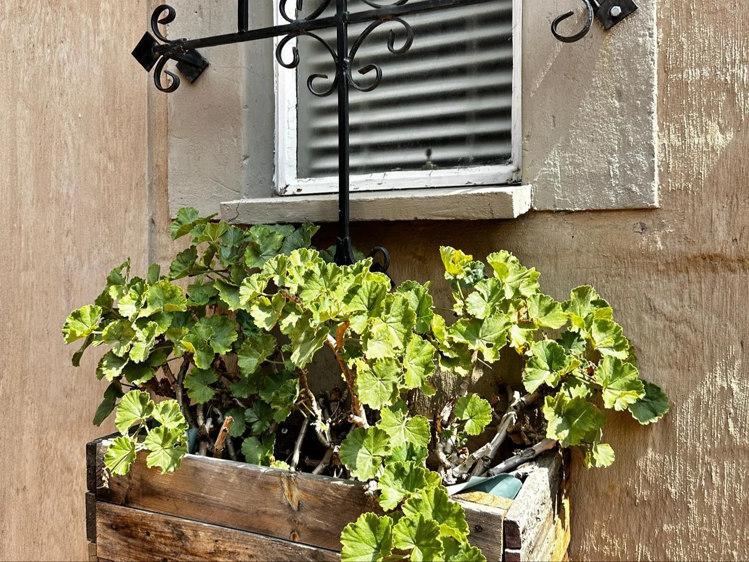 Garden in 59 On True North Guest Rooms