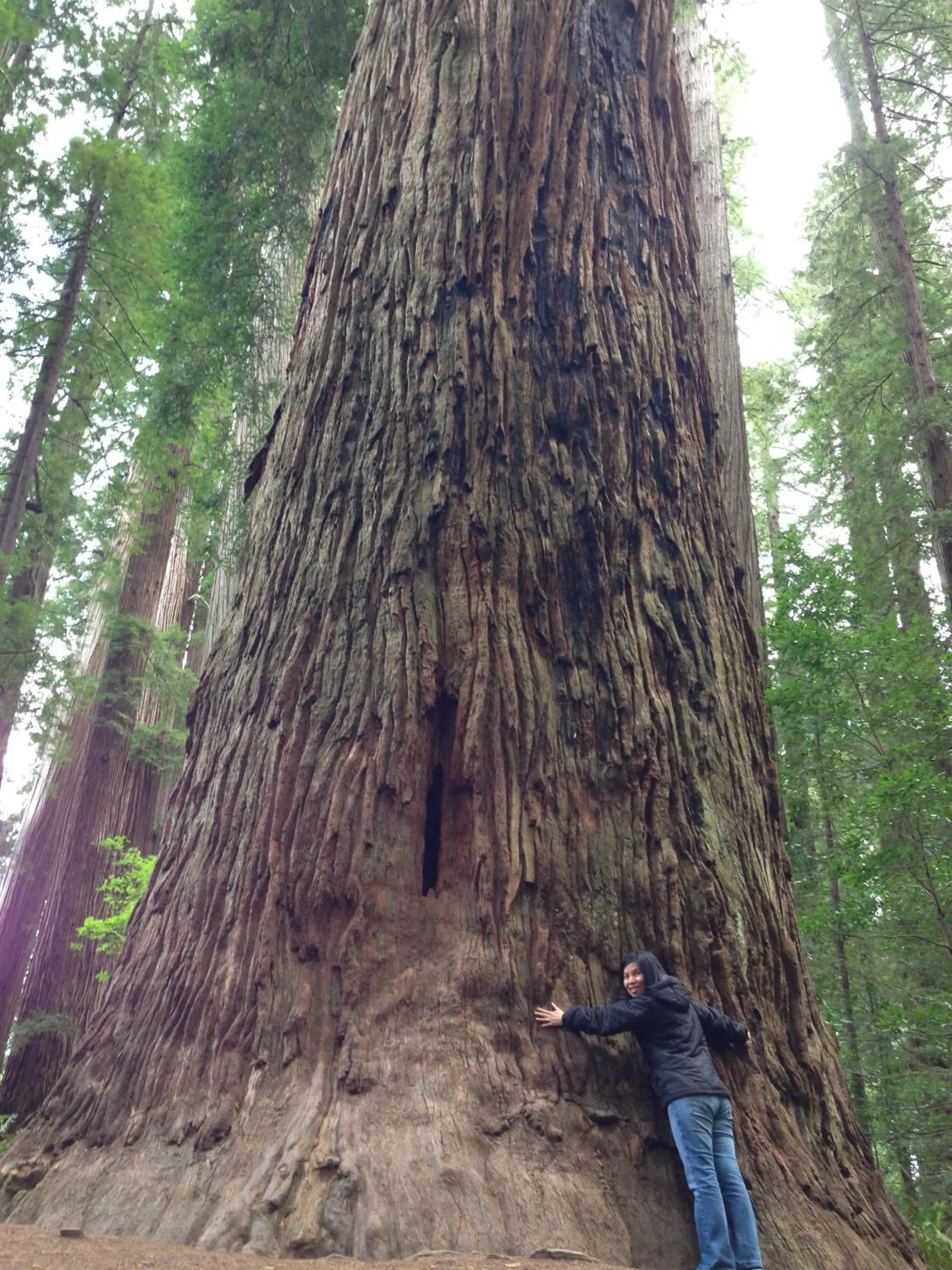 Area and facilities in Redwood Inn
