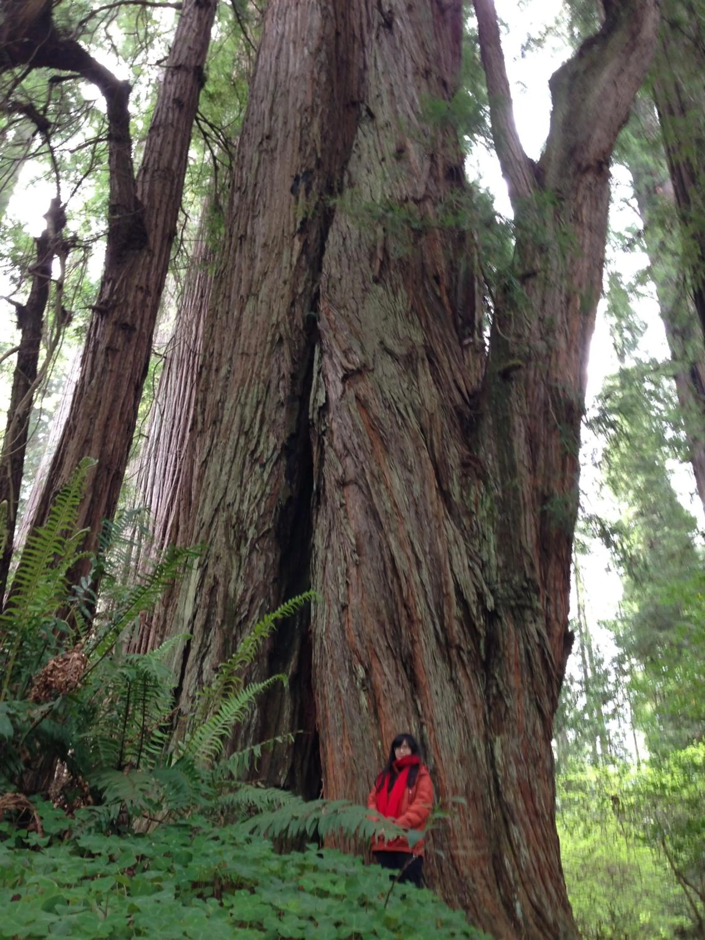 Area and facilities in Redwood Inn