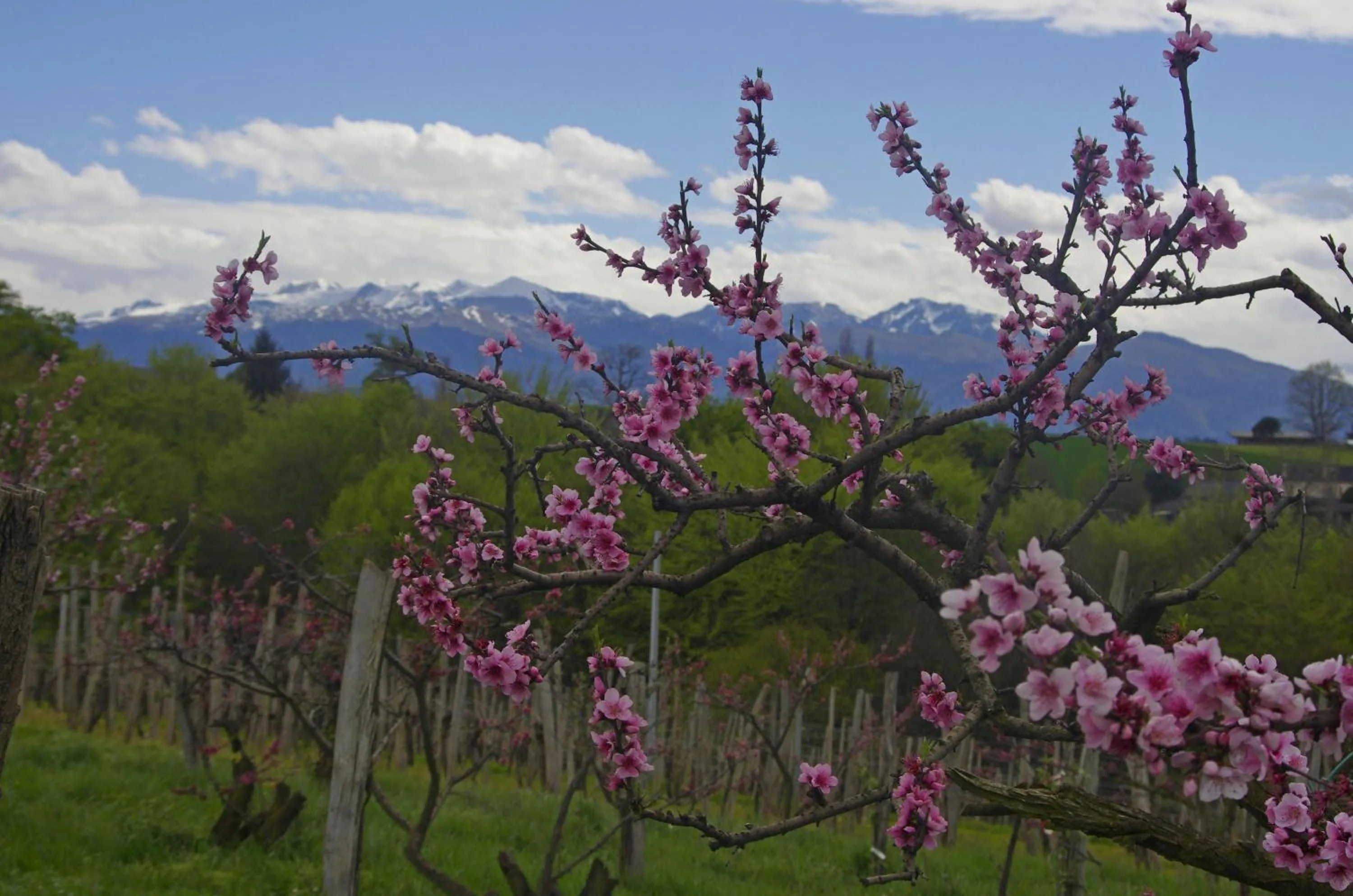 Nearby landmark in Pesaulhé