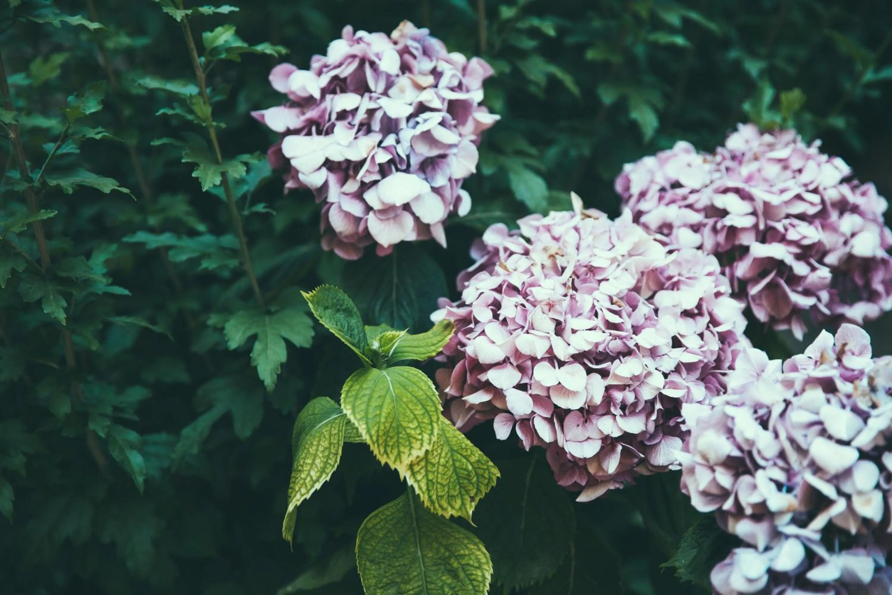 Lighthouse Suites Trastevere