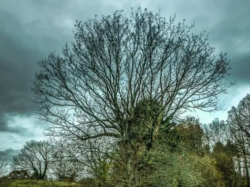 View (from property/room) in New Forest Lodges