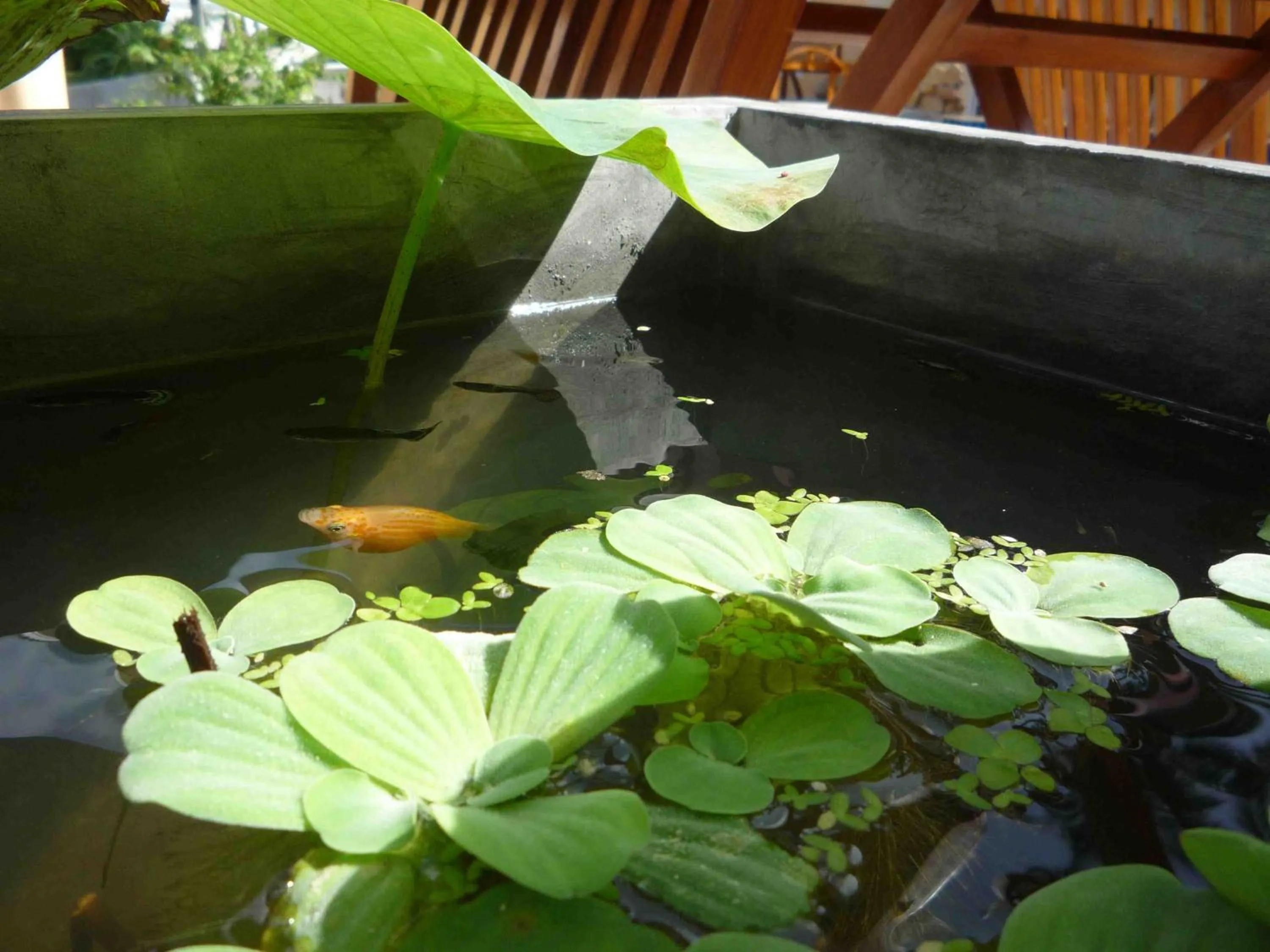 Other in Chaweng Noi Residence