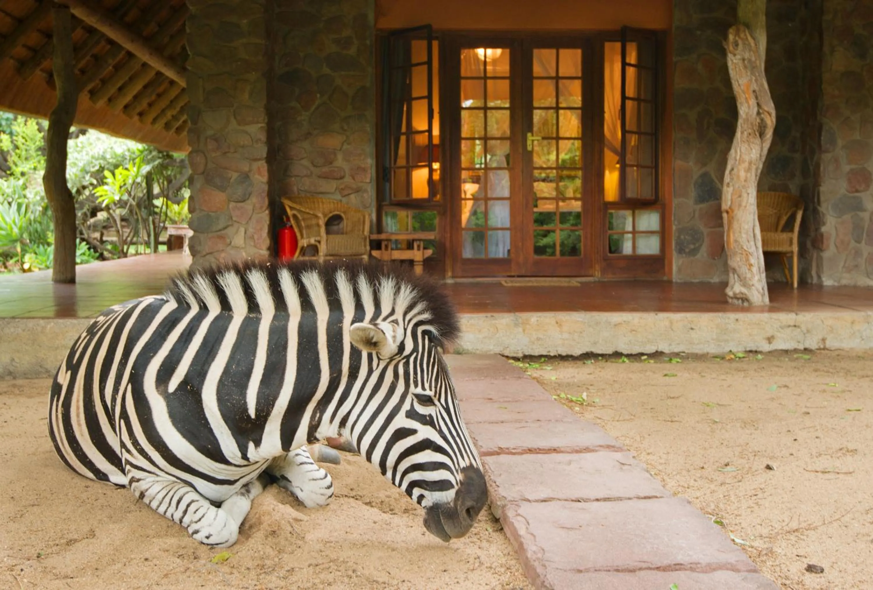 Animals in Blyde River Canyon Lodge