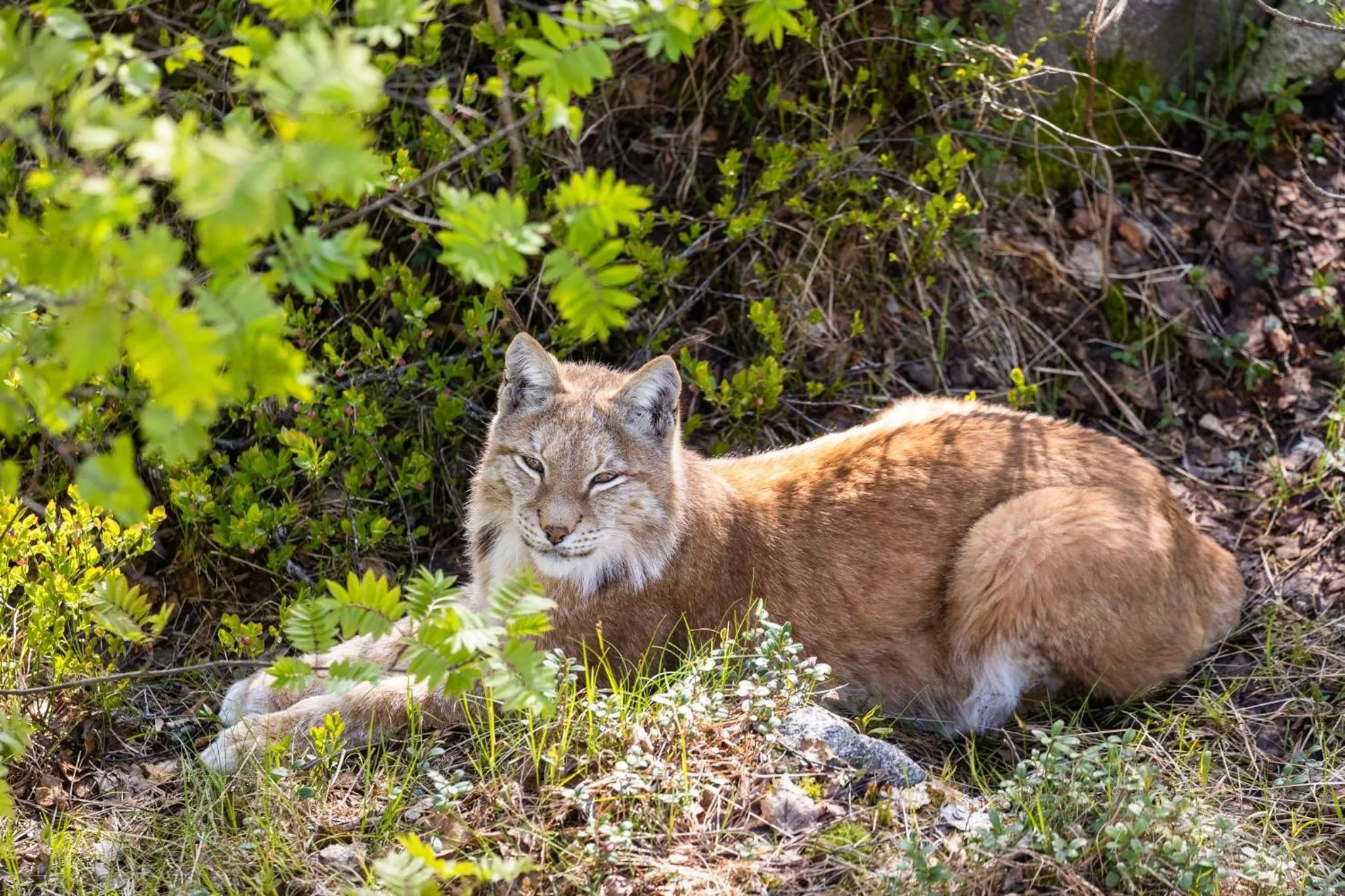 Summer in Ranua Resort Arctic Igloos
